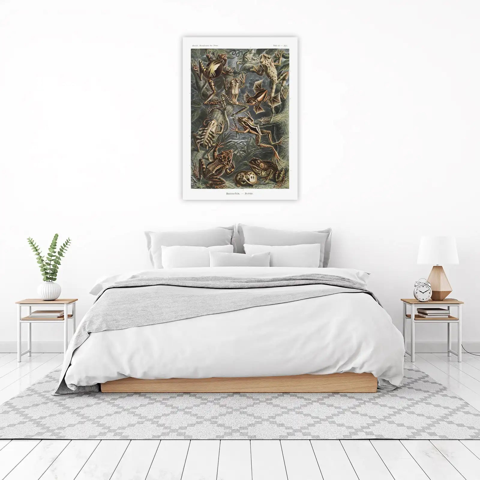 Vintage Frog Illustration Wall Art
