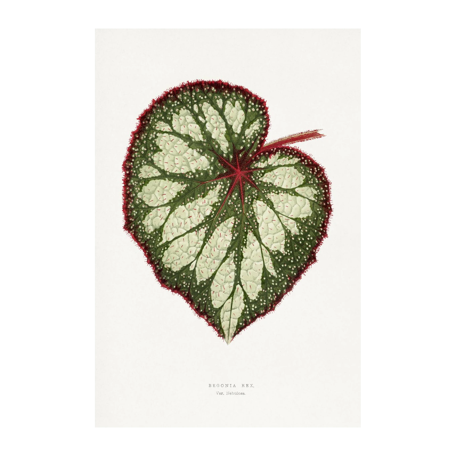 Botanical Begonia Rex Wall Art