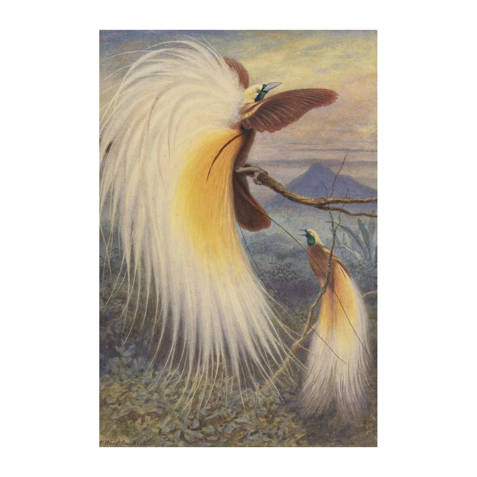 Exotic Birds of Paradise Wall Art Wall Art