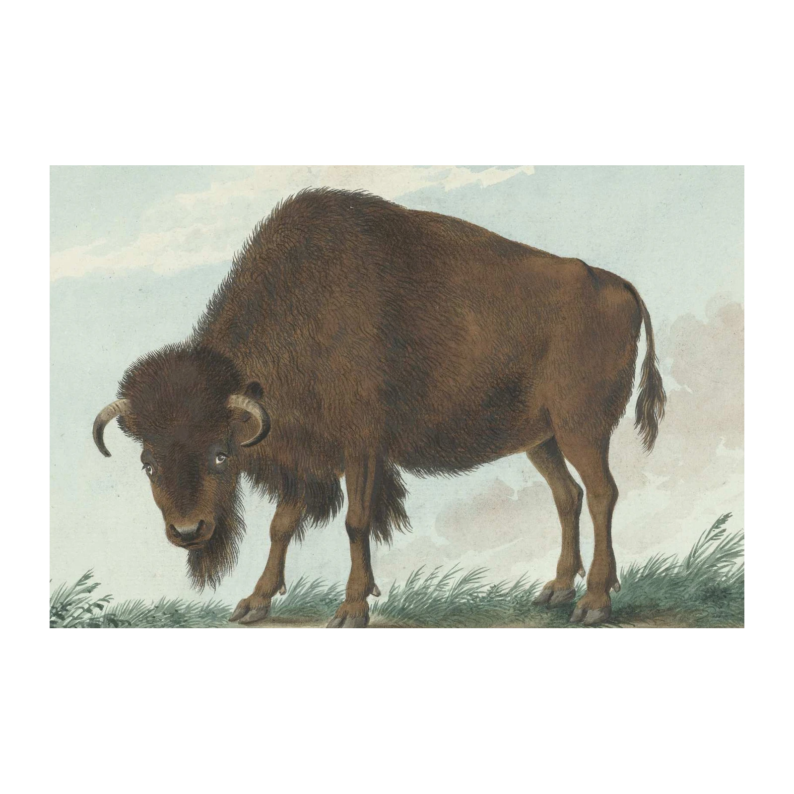 Majestic Bison Wildlife Art Wall Art