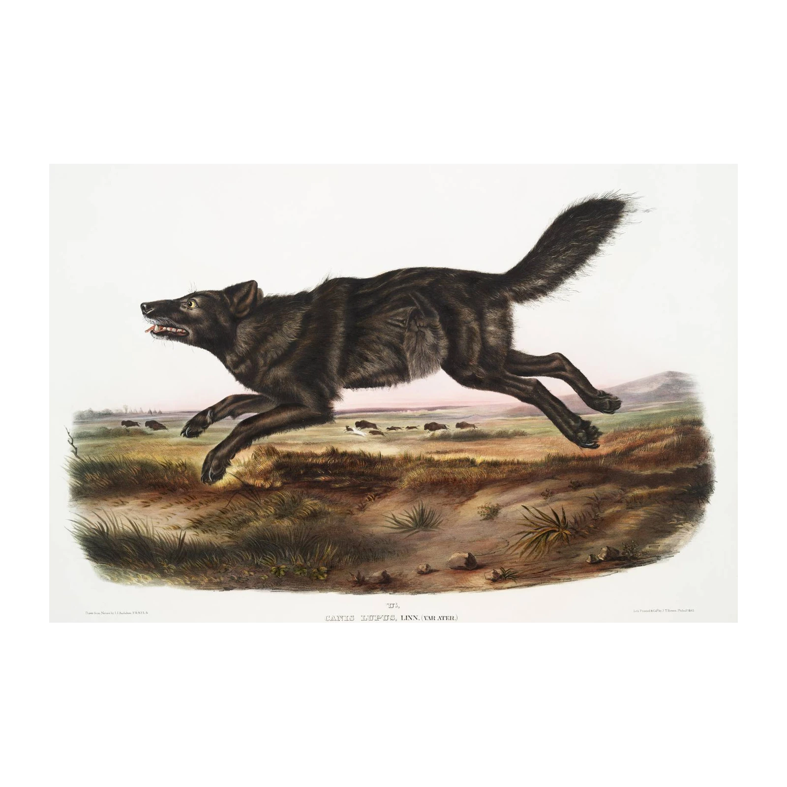 Vintage Black Wolf Running Wall Art