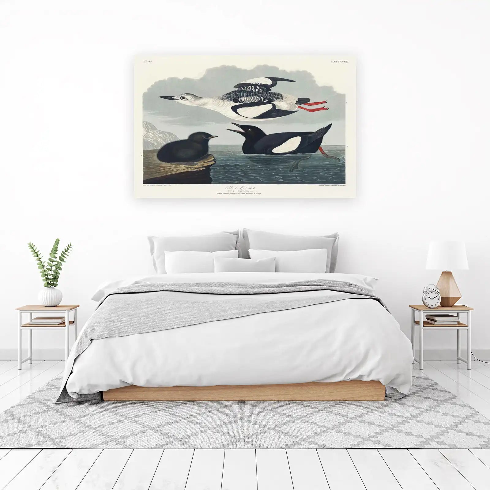 Black Guillemot Vintage Bird Art Wall Art