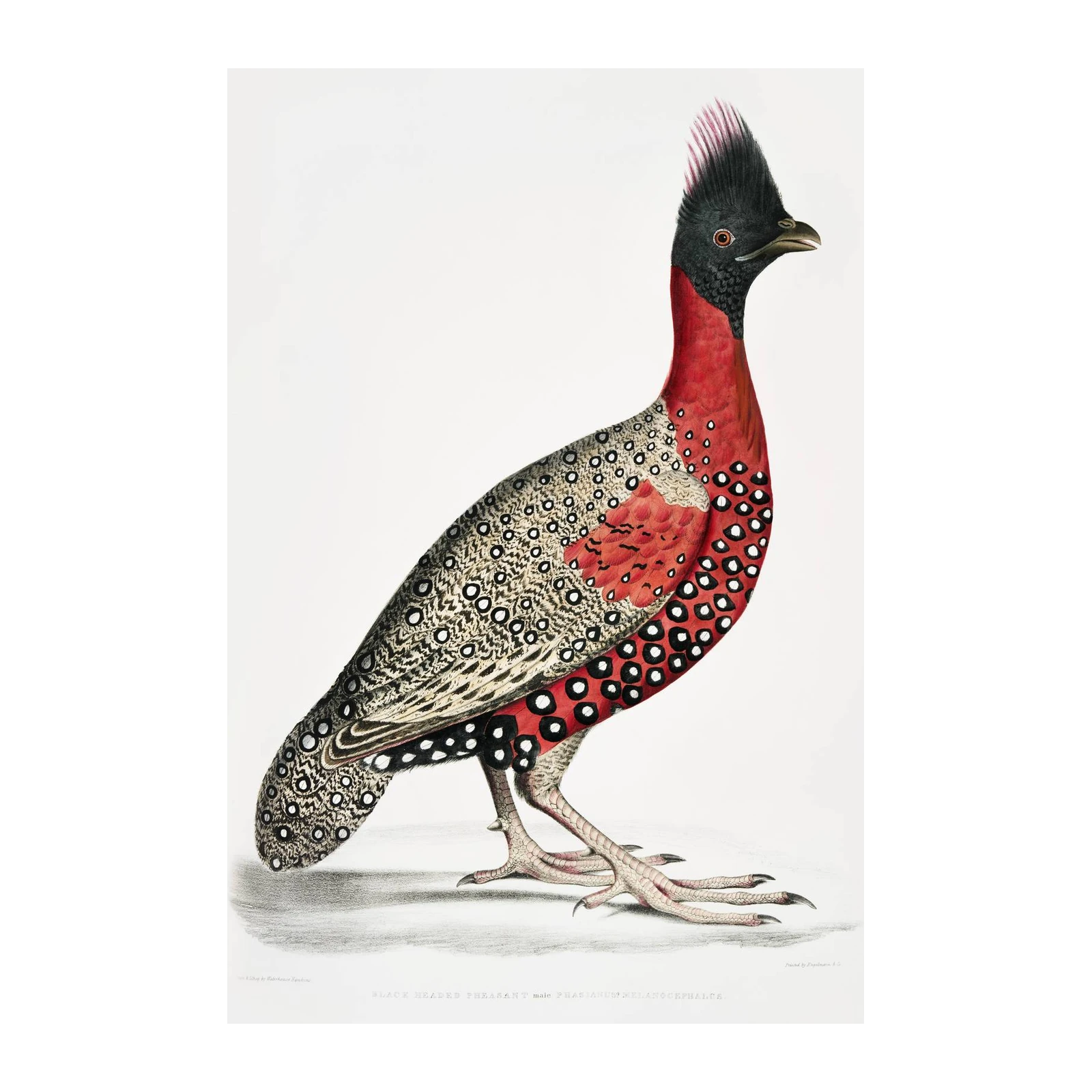 Exotic Bird Art Print: Striking Black-Headed Pheasant Wall Art