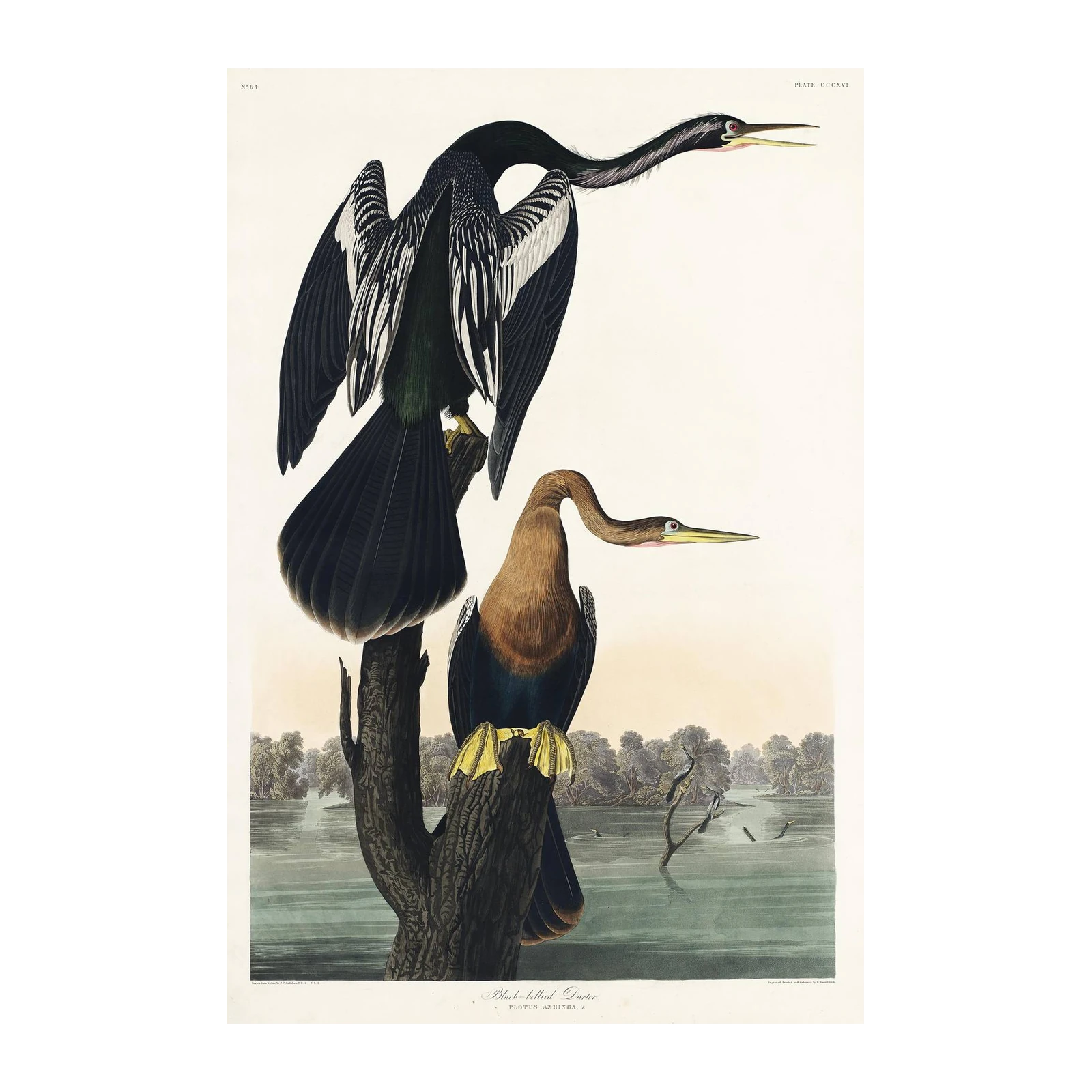 Audubon Black-bellied Darter Wall Art | Vintage Bird Art