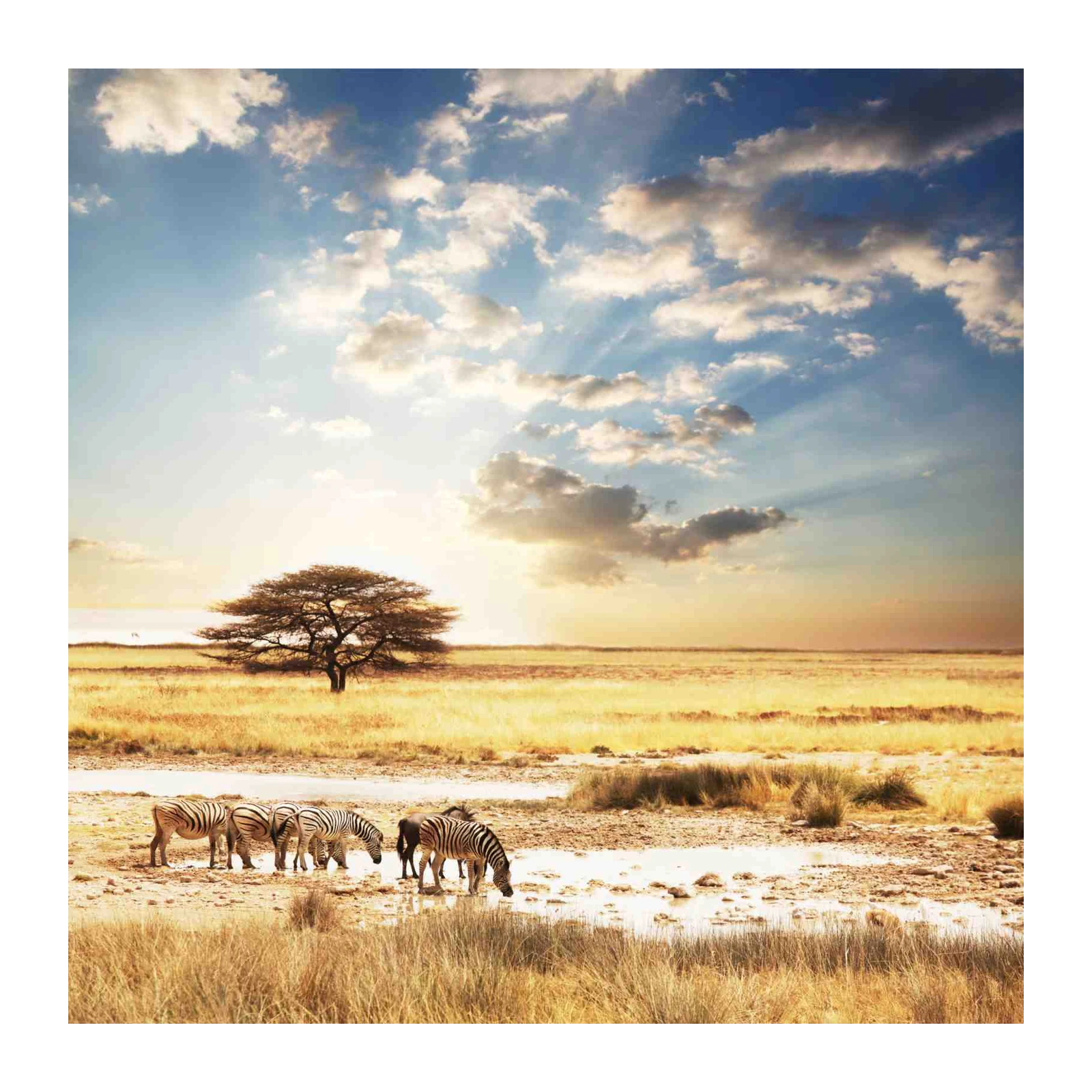 Serene Savannah Zebras and Acacia Tree Wall Art