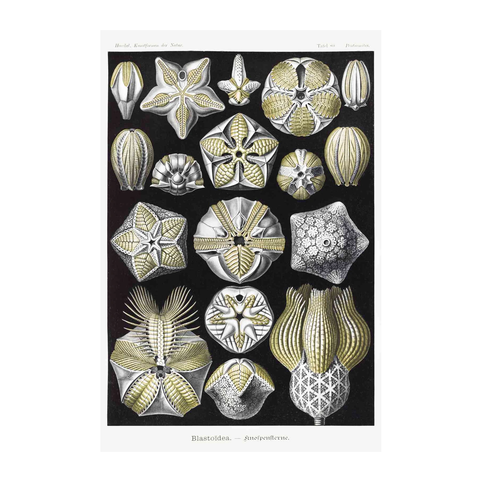 Vintage Sea Creature Starfish Wall Art
