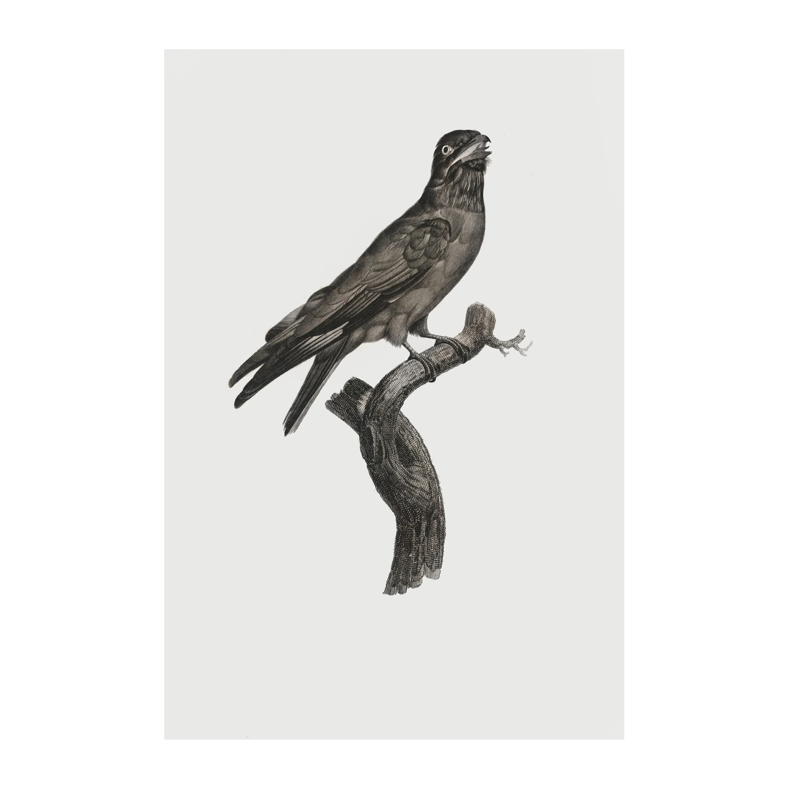 Vintage Crow Perched on Branch Wall Art