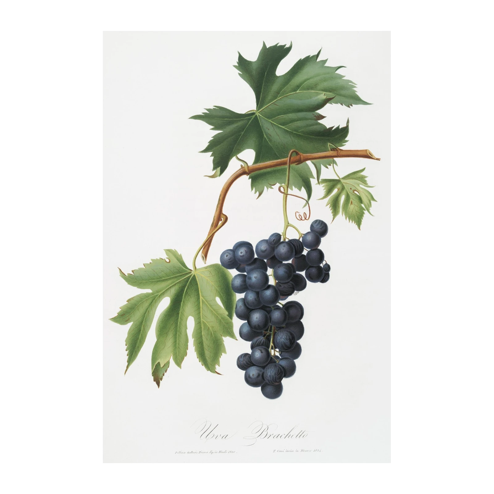 Botanical Grape Vine Wall Art Wall Art