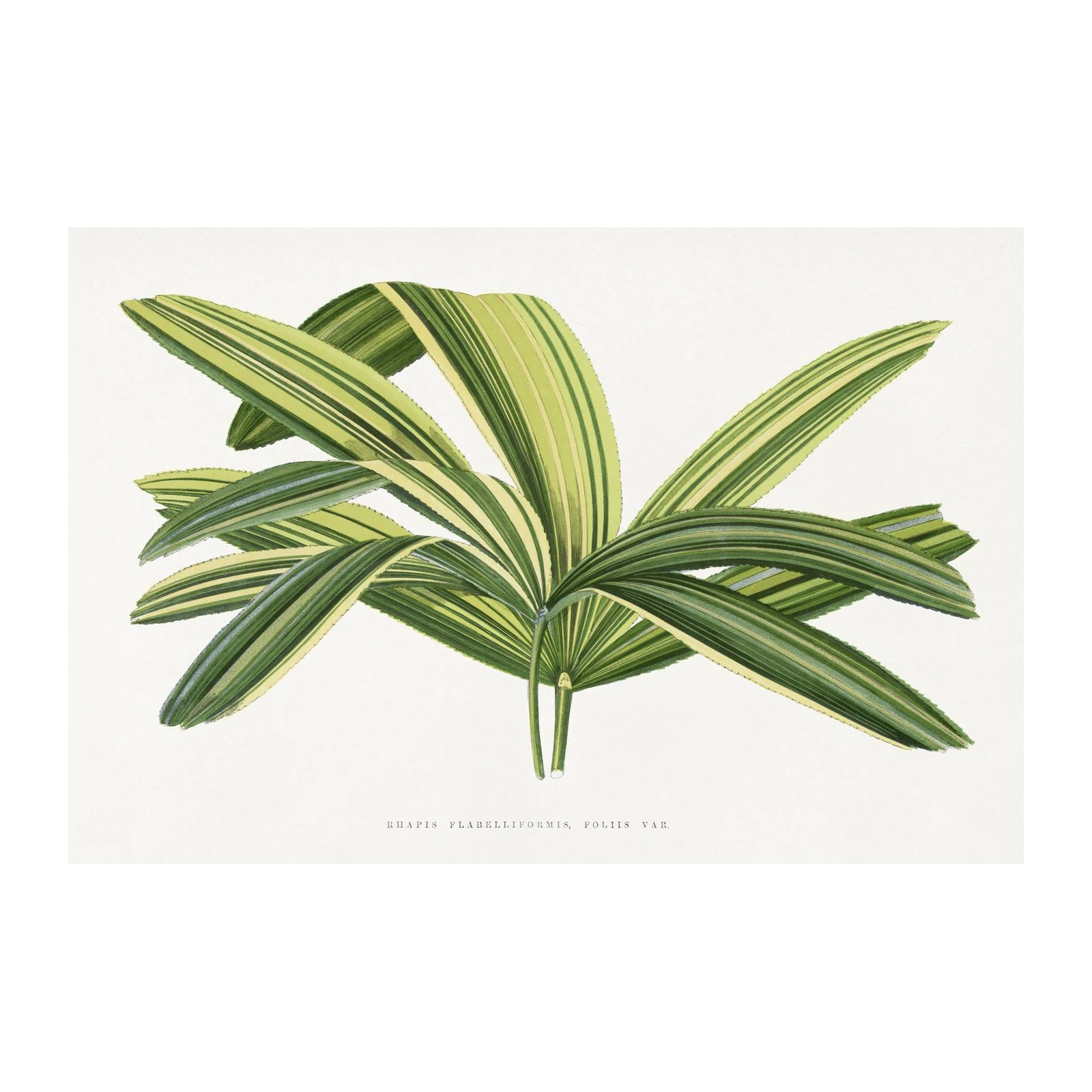 Variegated Rhapis Palm Botanical Wall Art