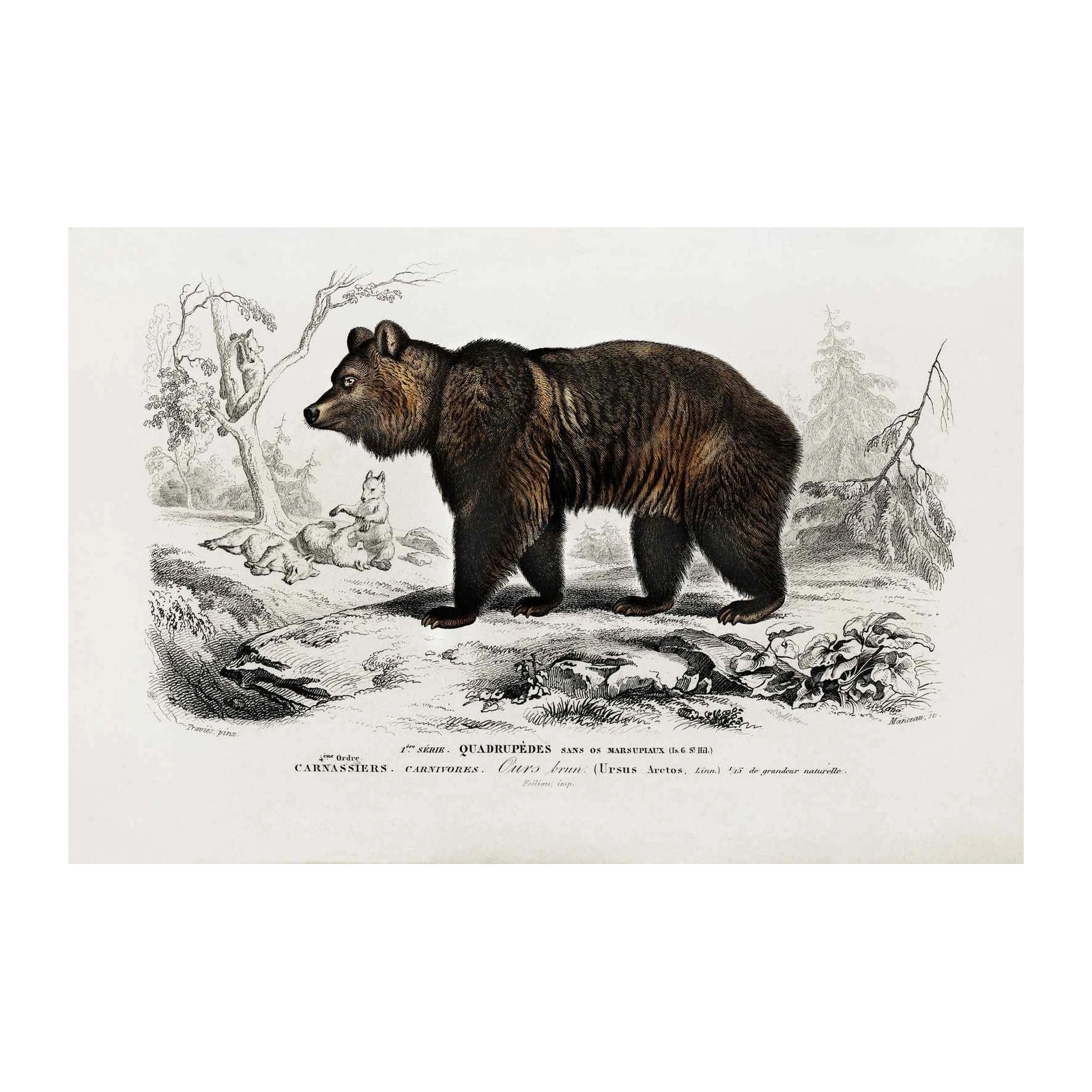 Majestic Brown Bear Woodland Scene Wall Art