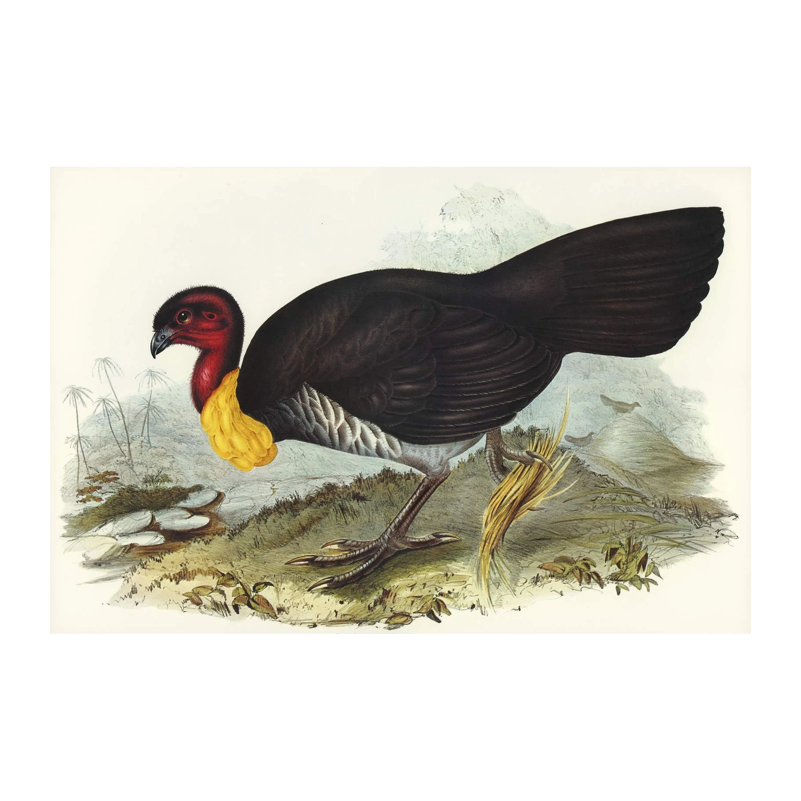 Rare Bird Art: Exotic Junglefowl Wall Art