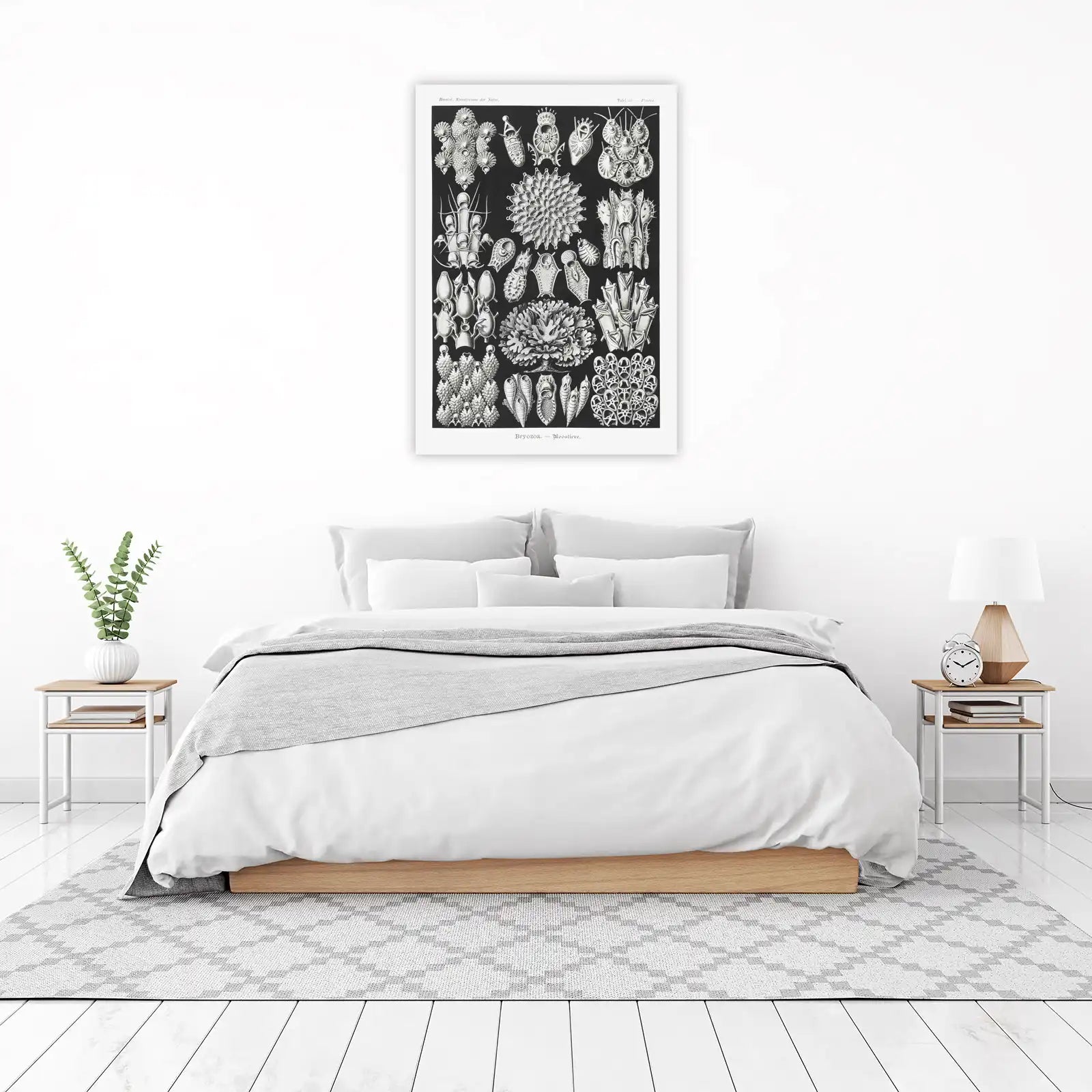 Vintage Bryozoa Scientific Art Wall Art