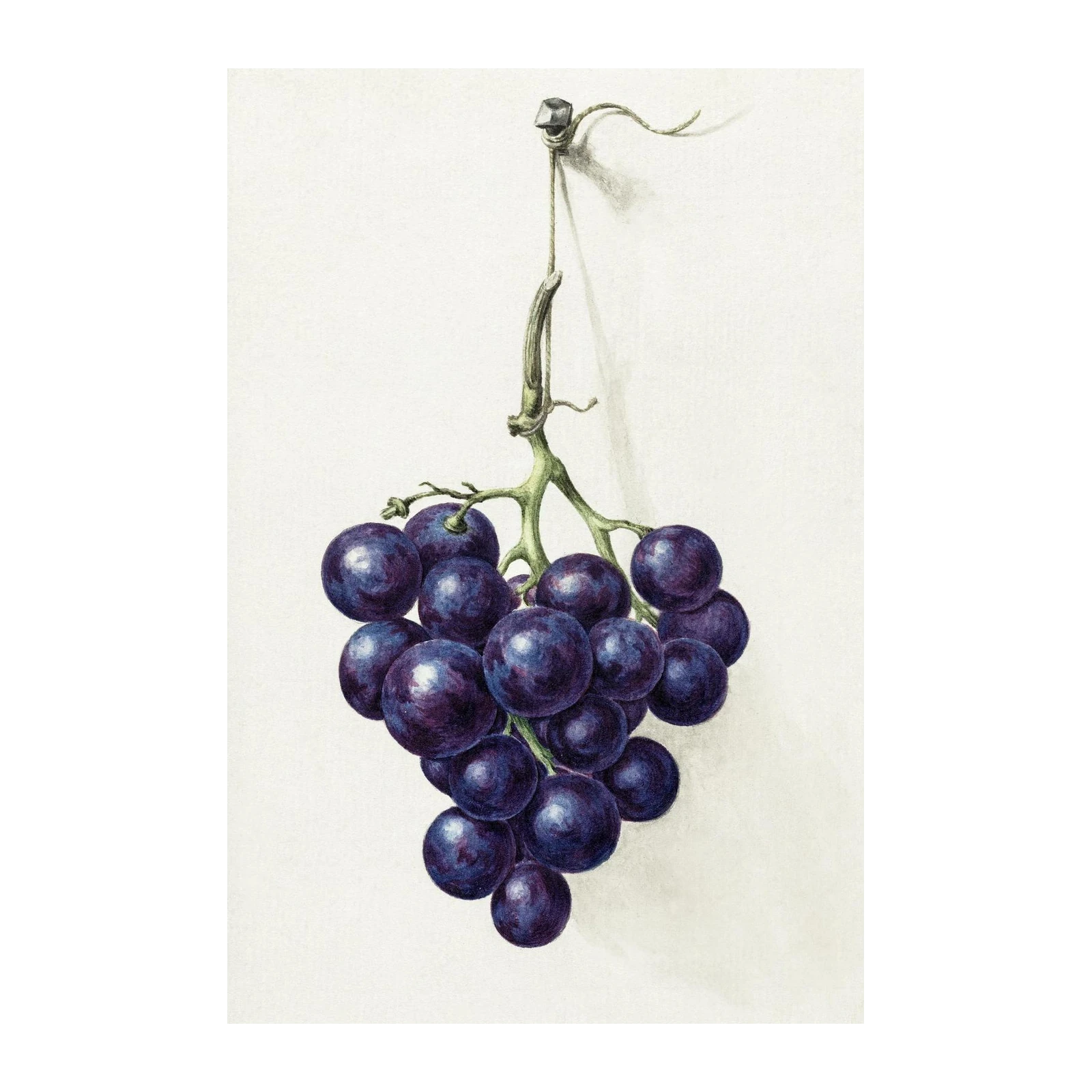 Vintage Grapes Botanical Wall Art Wall Art