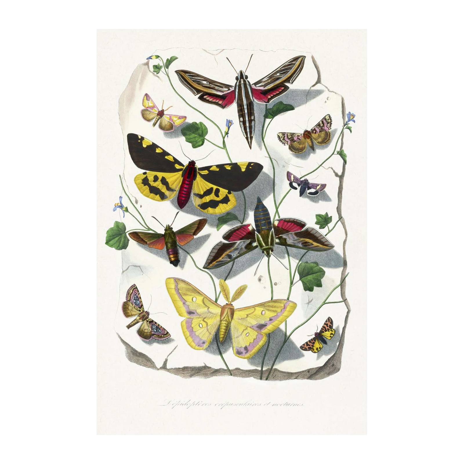 Vibrant Moth Collection Wall Art