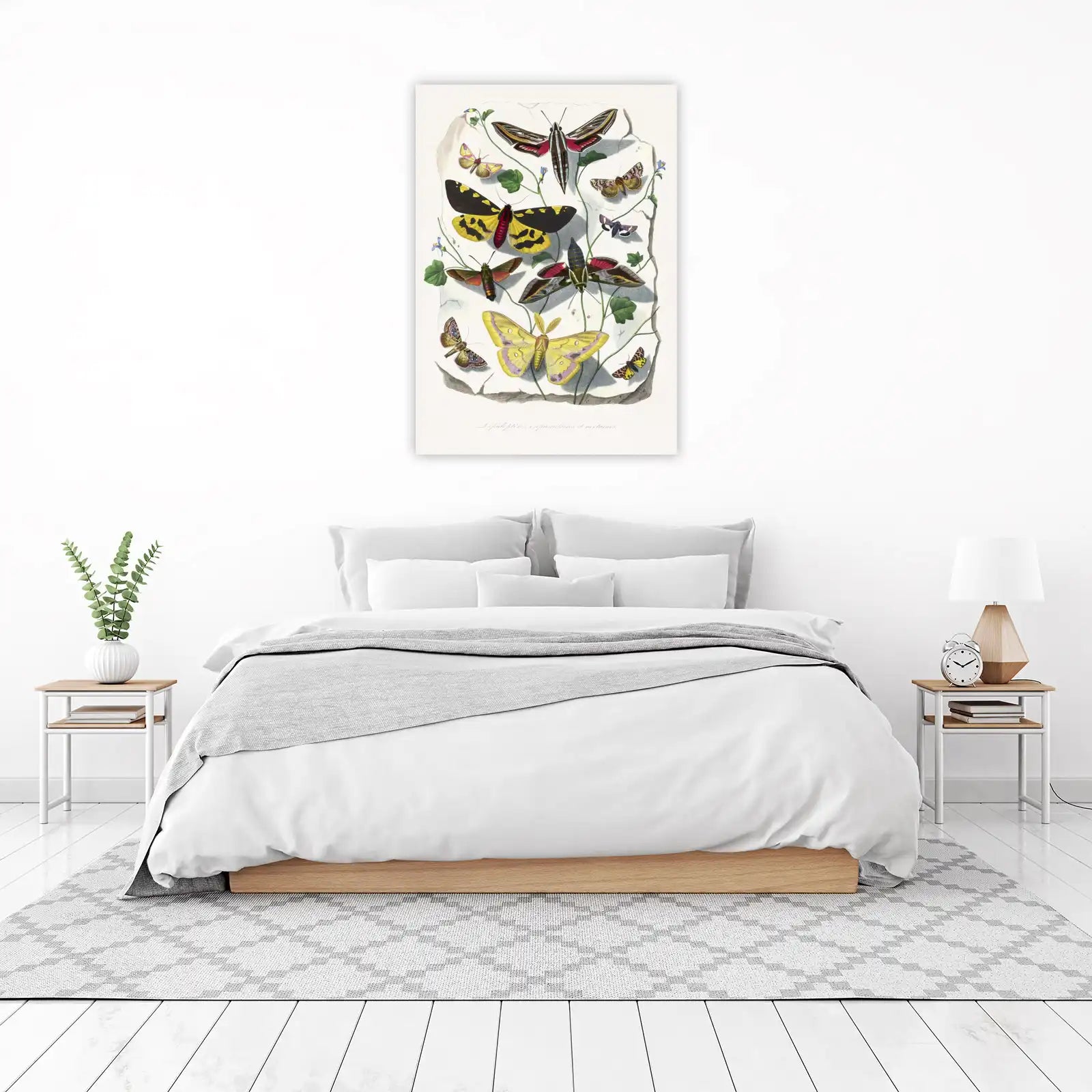 Vibrant Moth Collection Wall Art