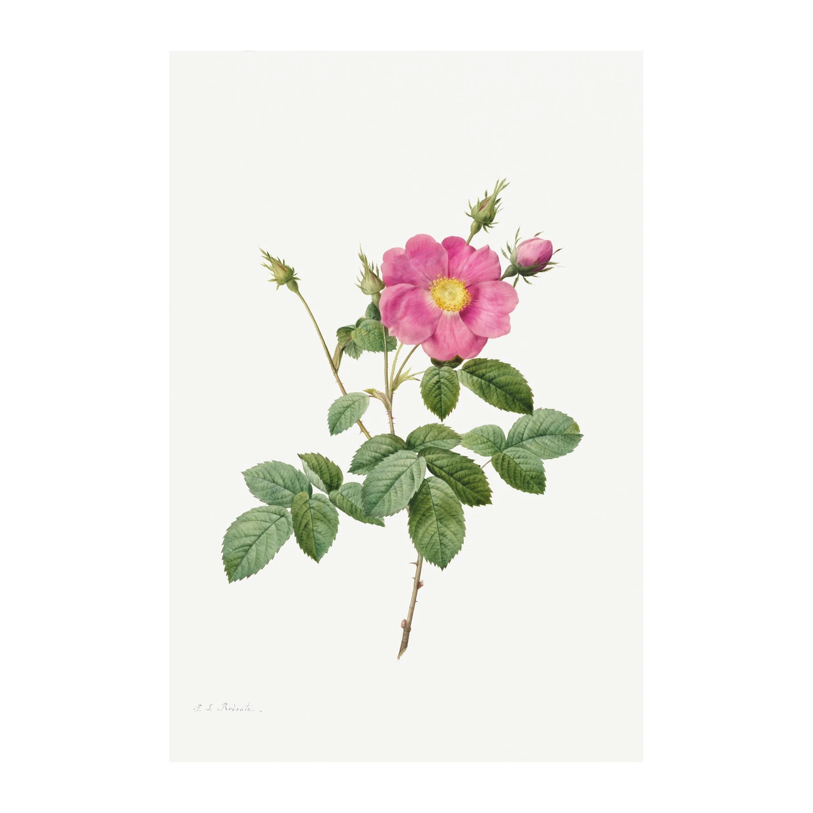 Vintage Pink Rose Botanical Wall Art