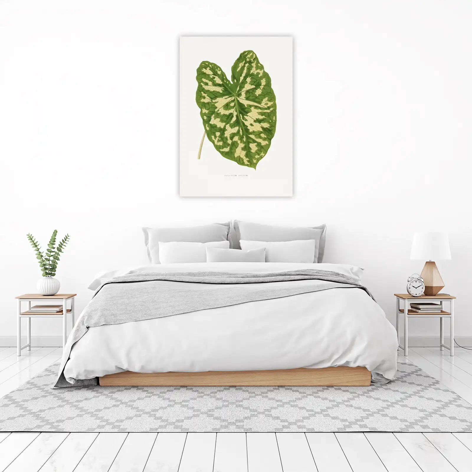 Caladium Pictum Botanical Art Wall Art