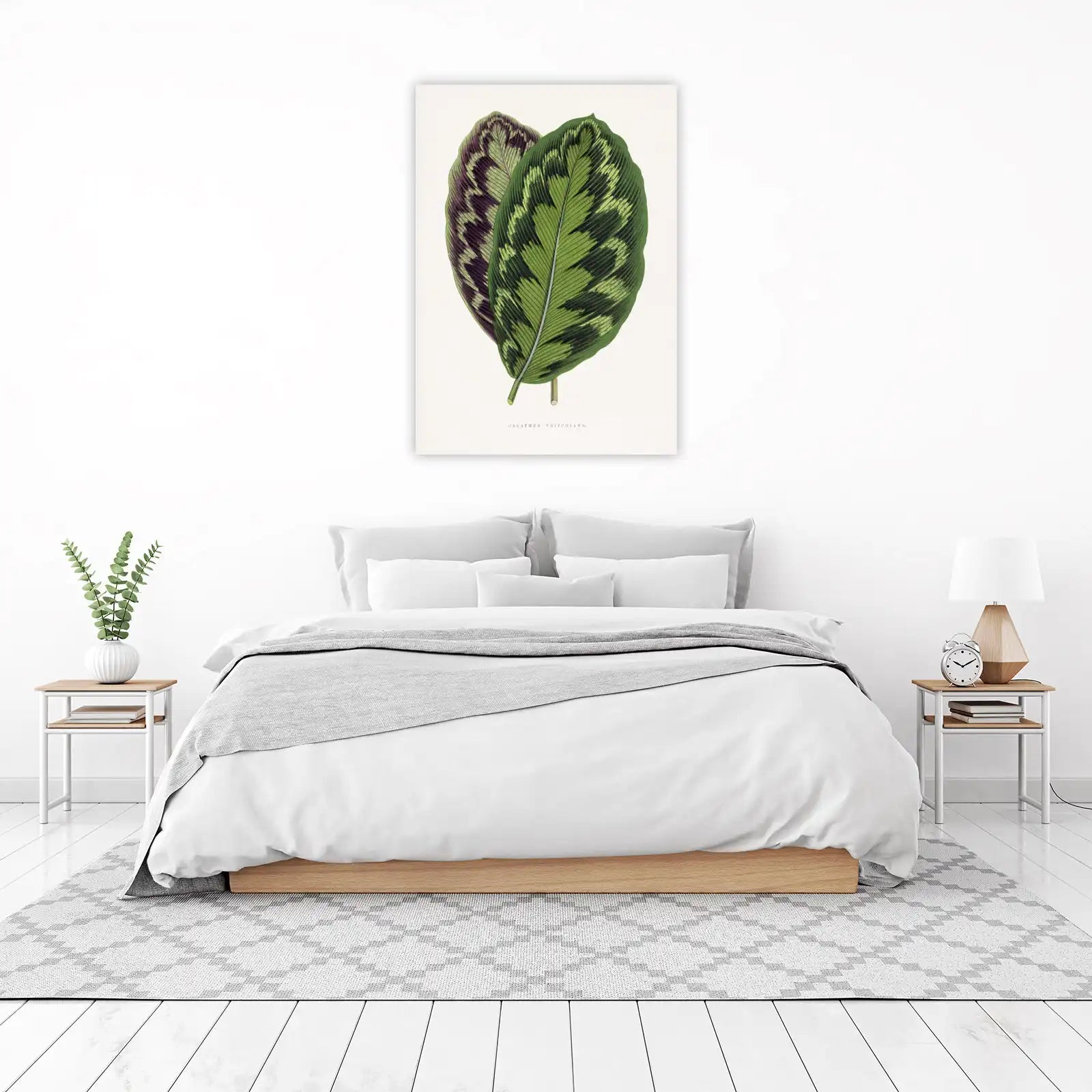 Calathea Veitchiana Botanical Art Wall Art