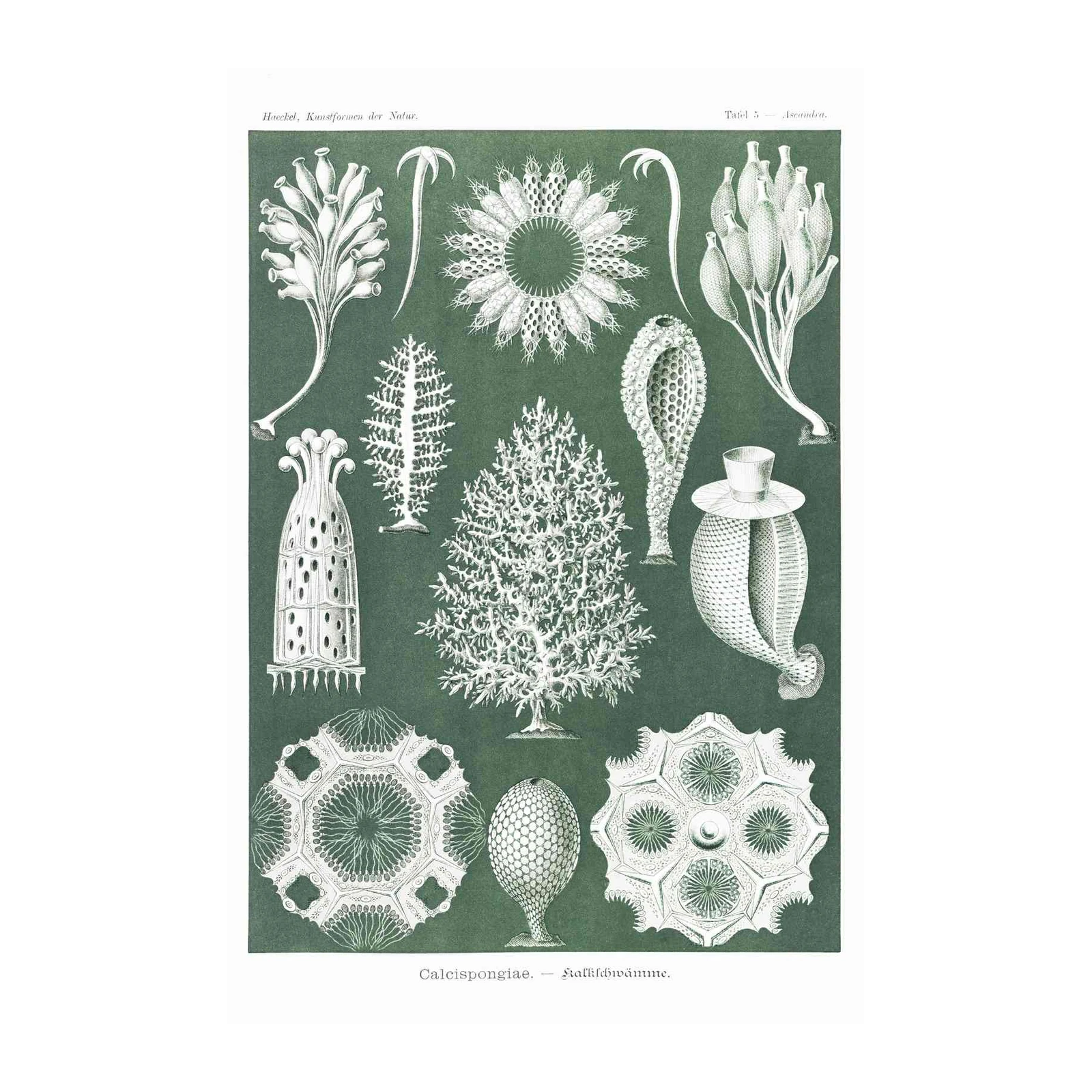 Vintage Sea Life Scientific Illustrations Wall Art