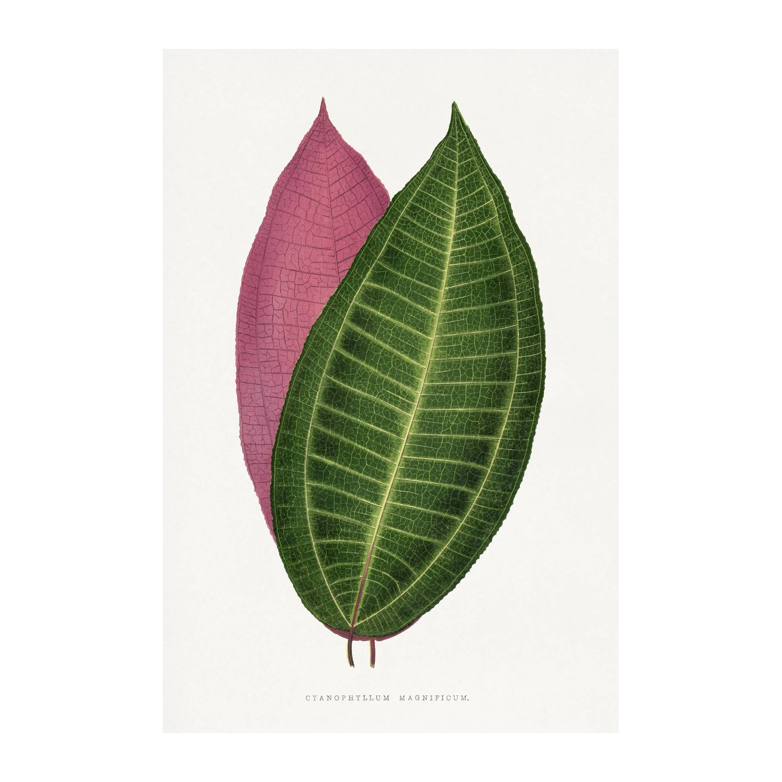 Botanical Leaf Art: Pink & Green Cyanophyllum Wall Art