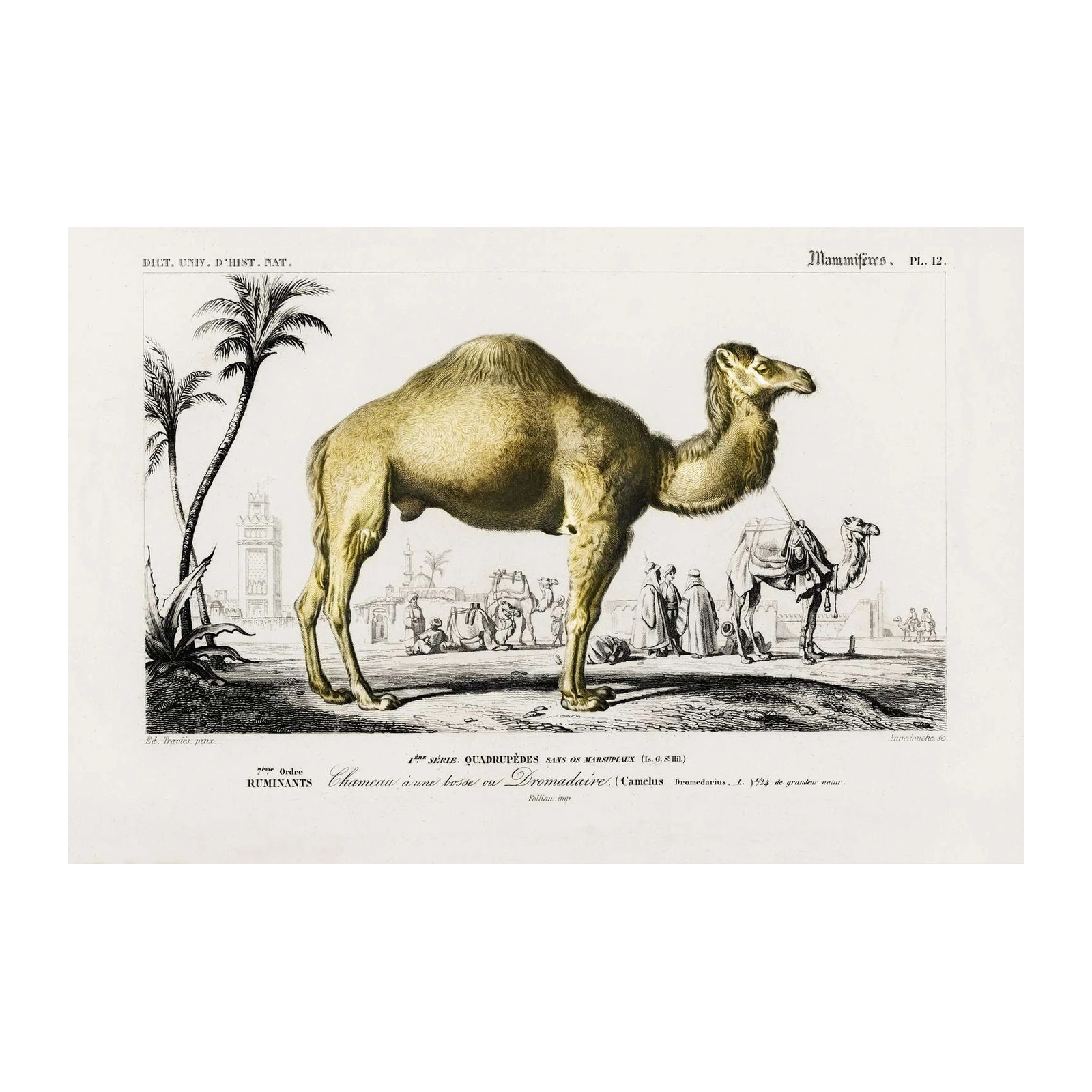 Vintage Camel Desert Scene Wall Art