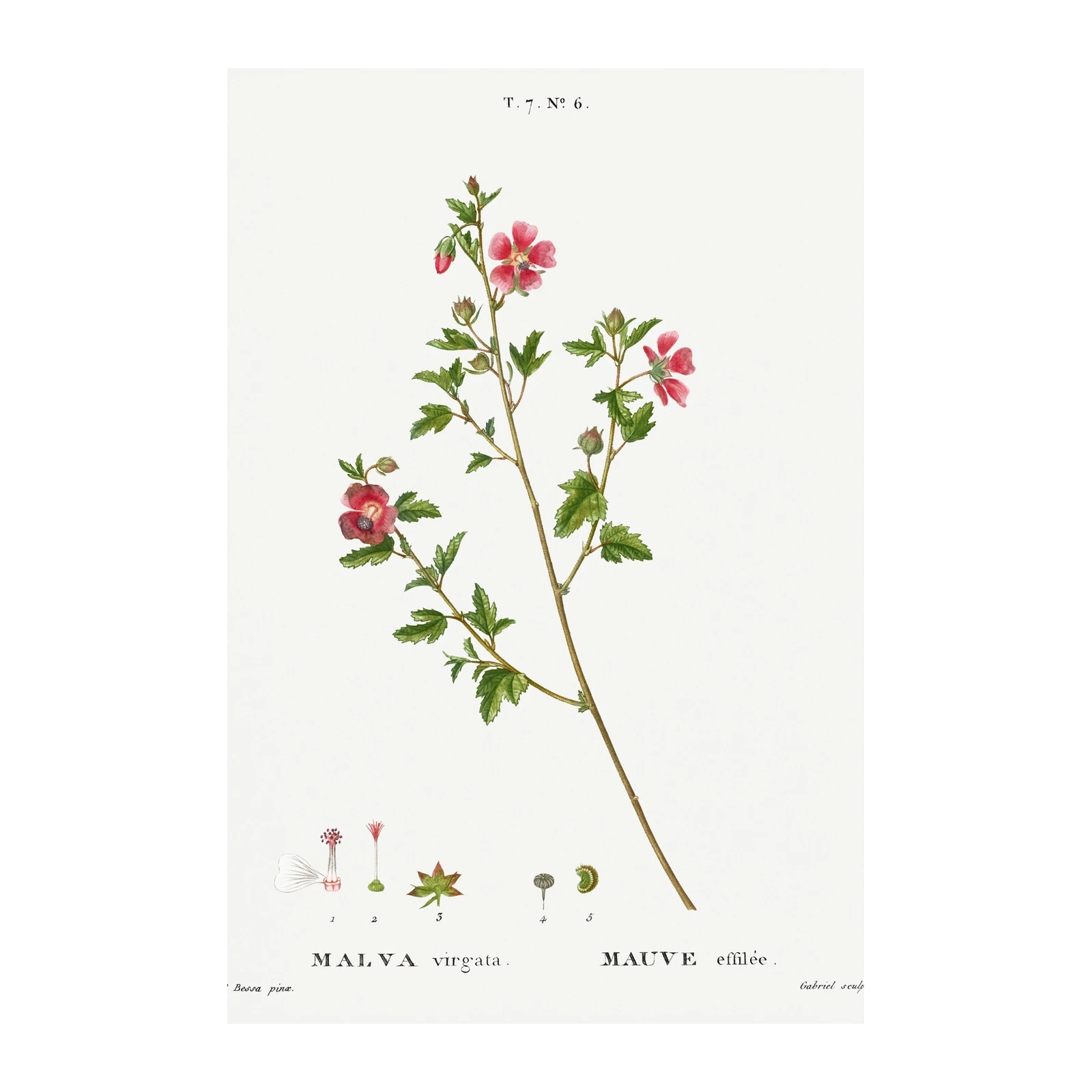 Vintage Malva Virta Wall Art