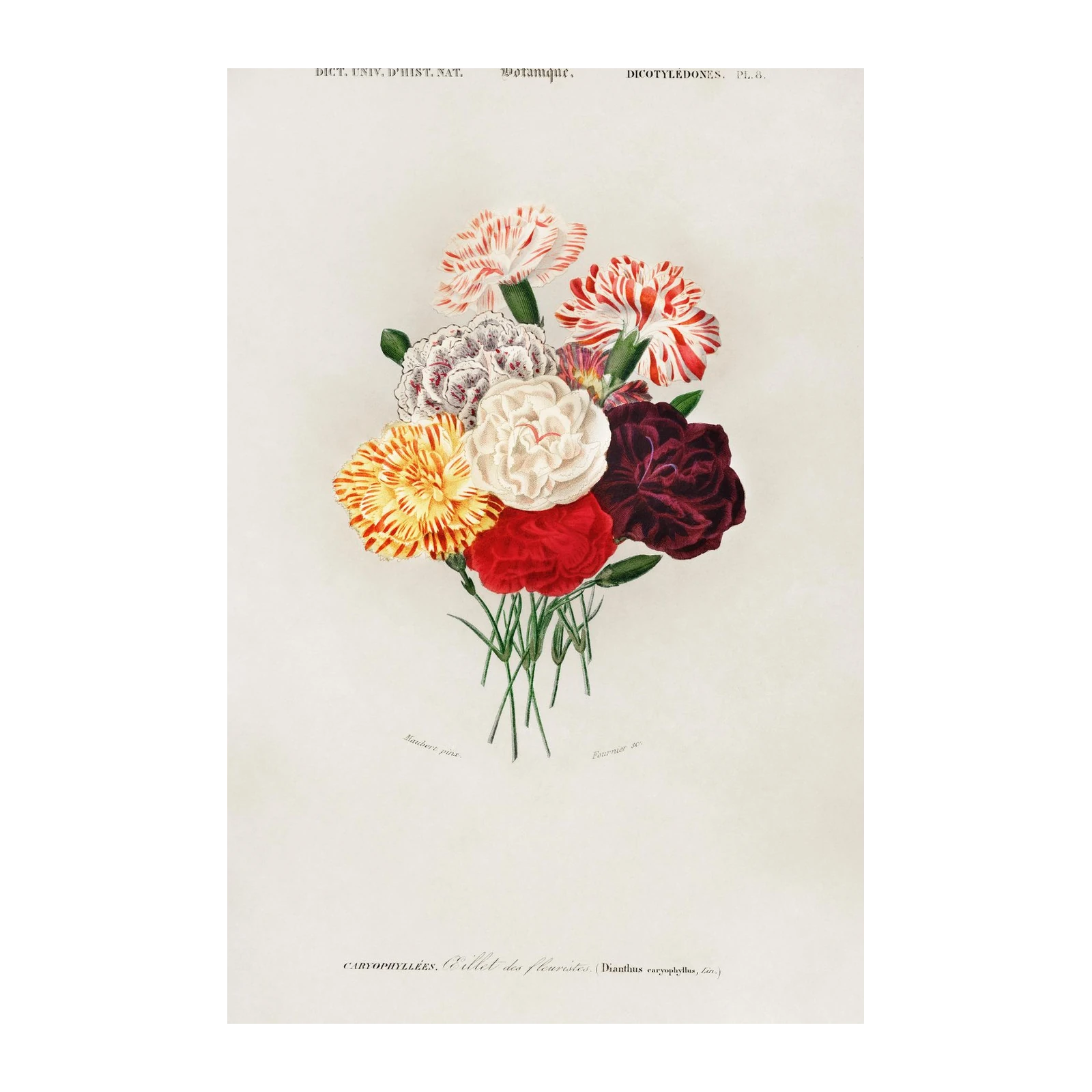 Vintage Botanical Carnation Bouquet Wall Art