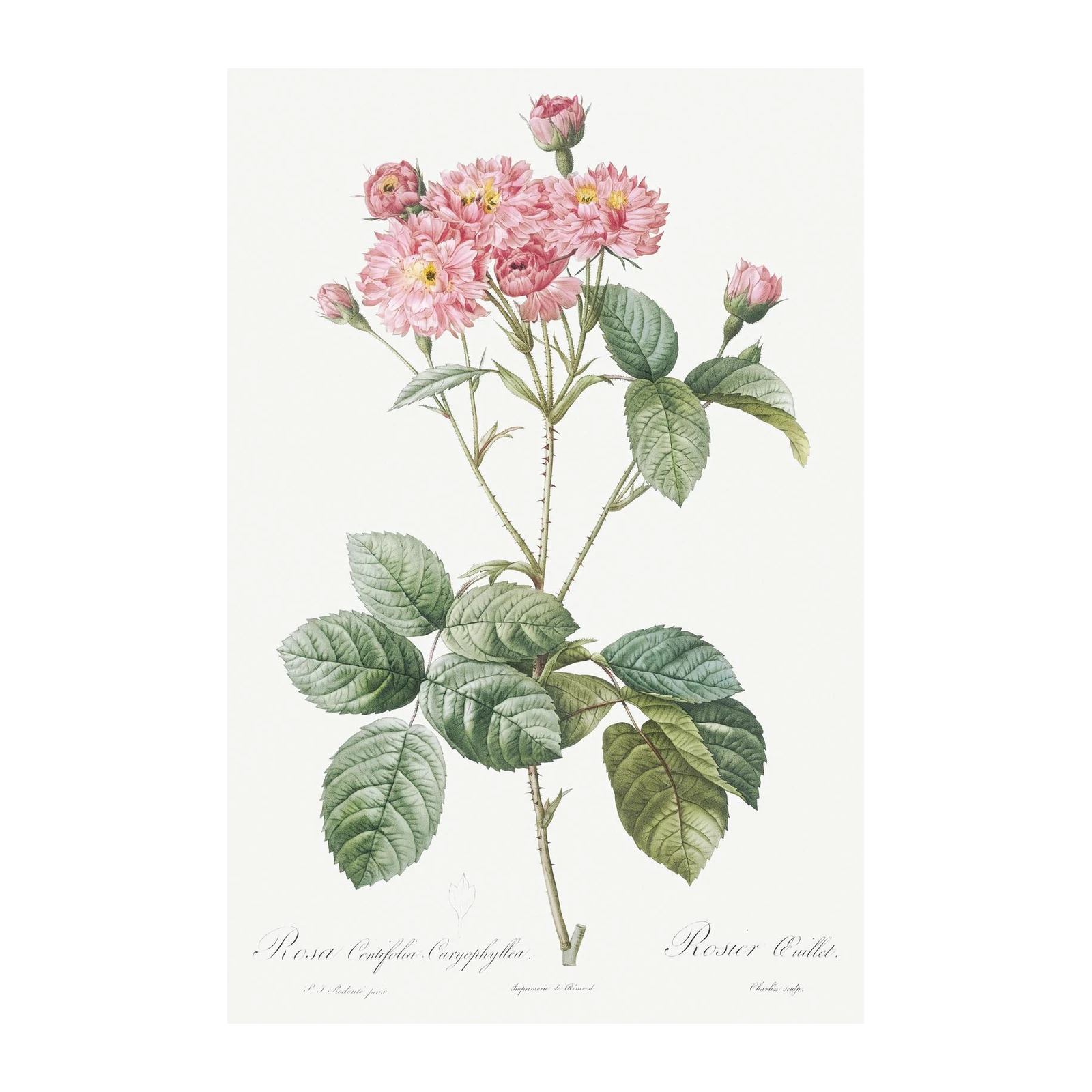 Vintage Pink Rose Botanical Art Wall Art