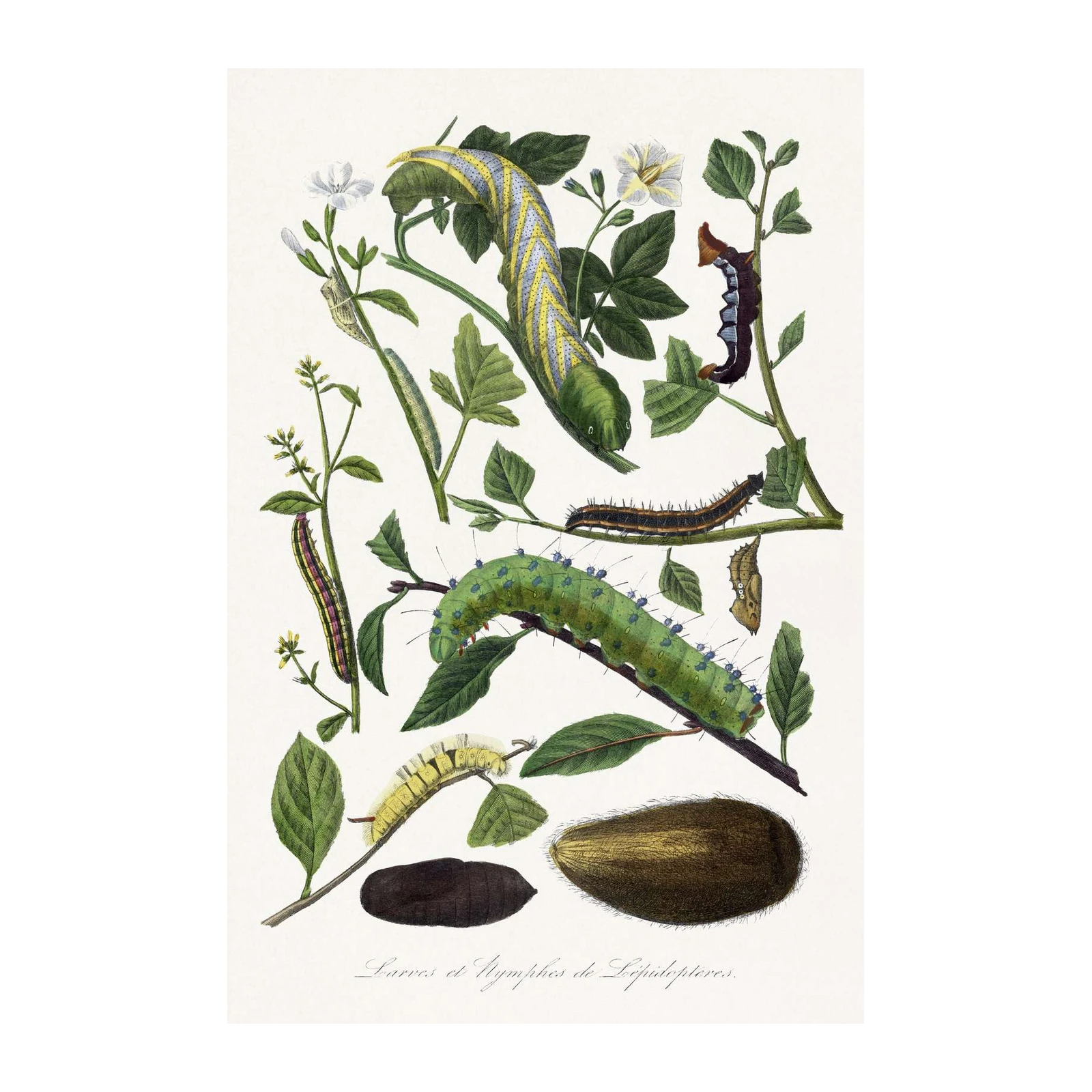 Vintage Caterpillar & Chrysalis Art | Entomological Wall Art