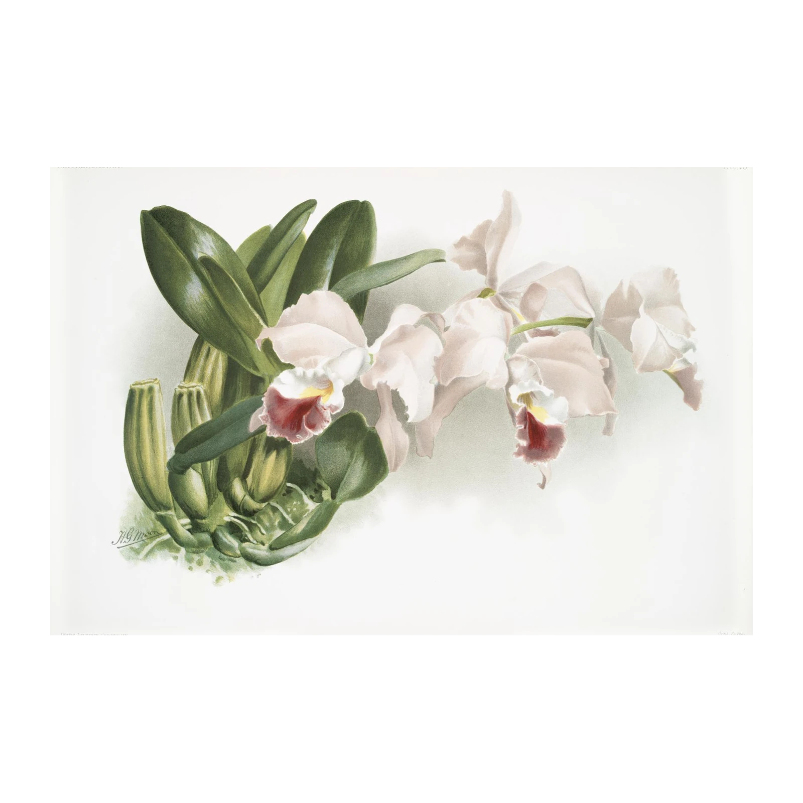 Vintage Cattleya Orchid Botanical Art Wall Art