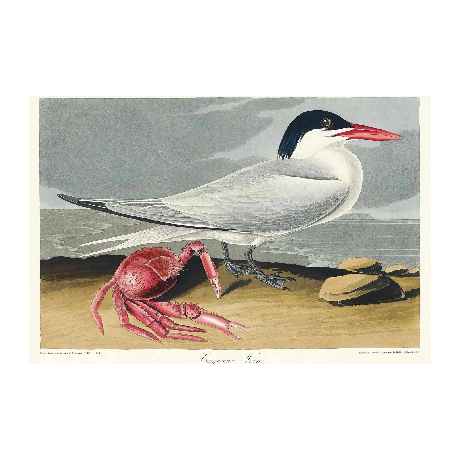 Cayenne Tern & Crab Vintage Ornithology Wall Art