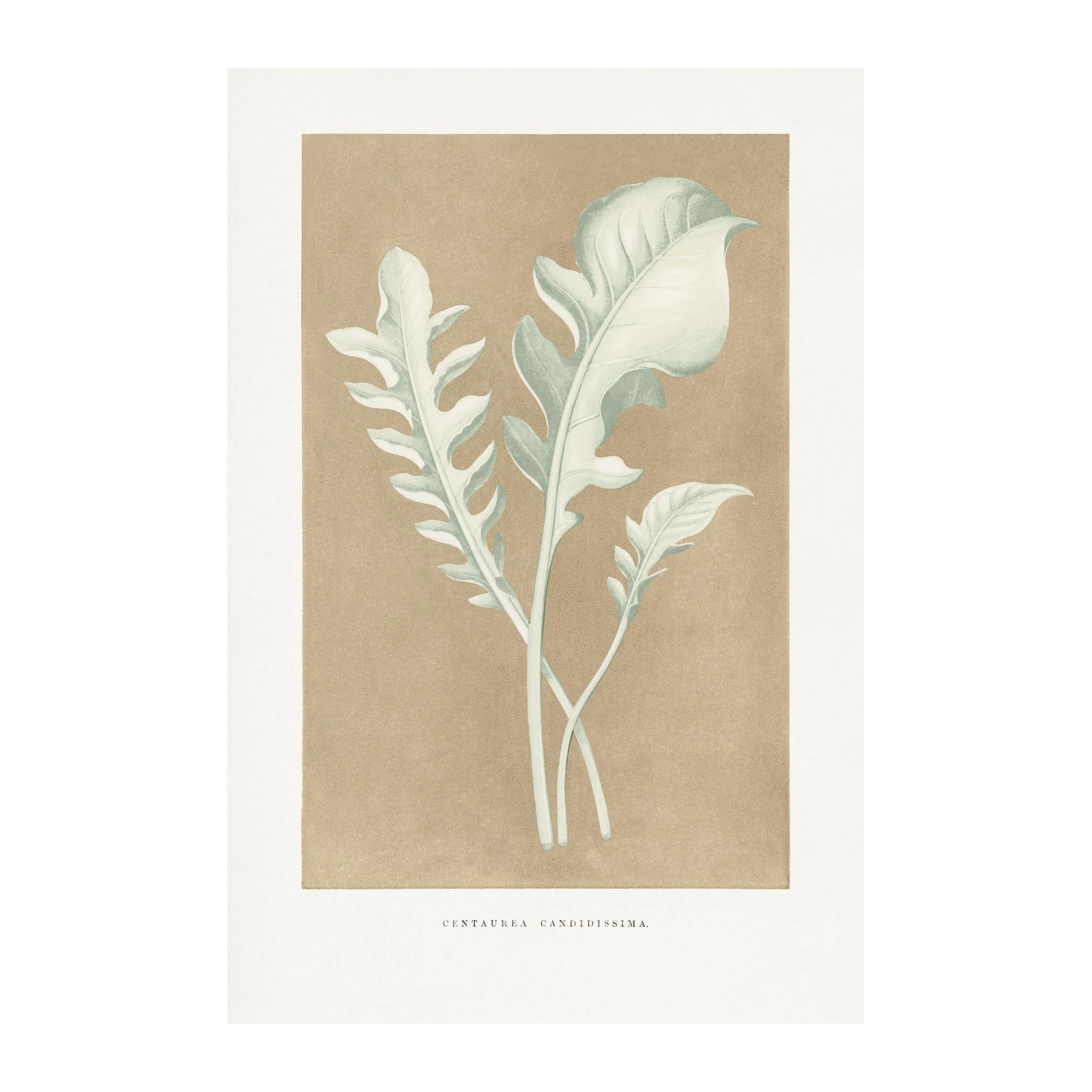 Botanical Leaf Study Wall Art