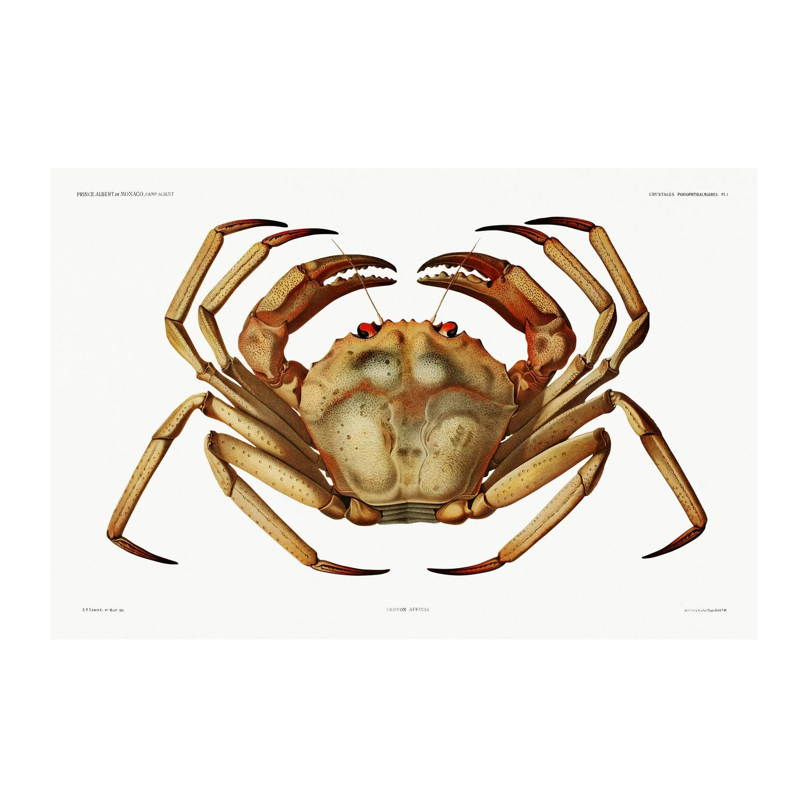 Vintage Crab Illustration Fine Art Wall Art