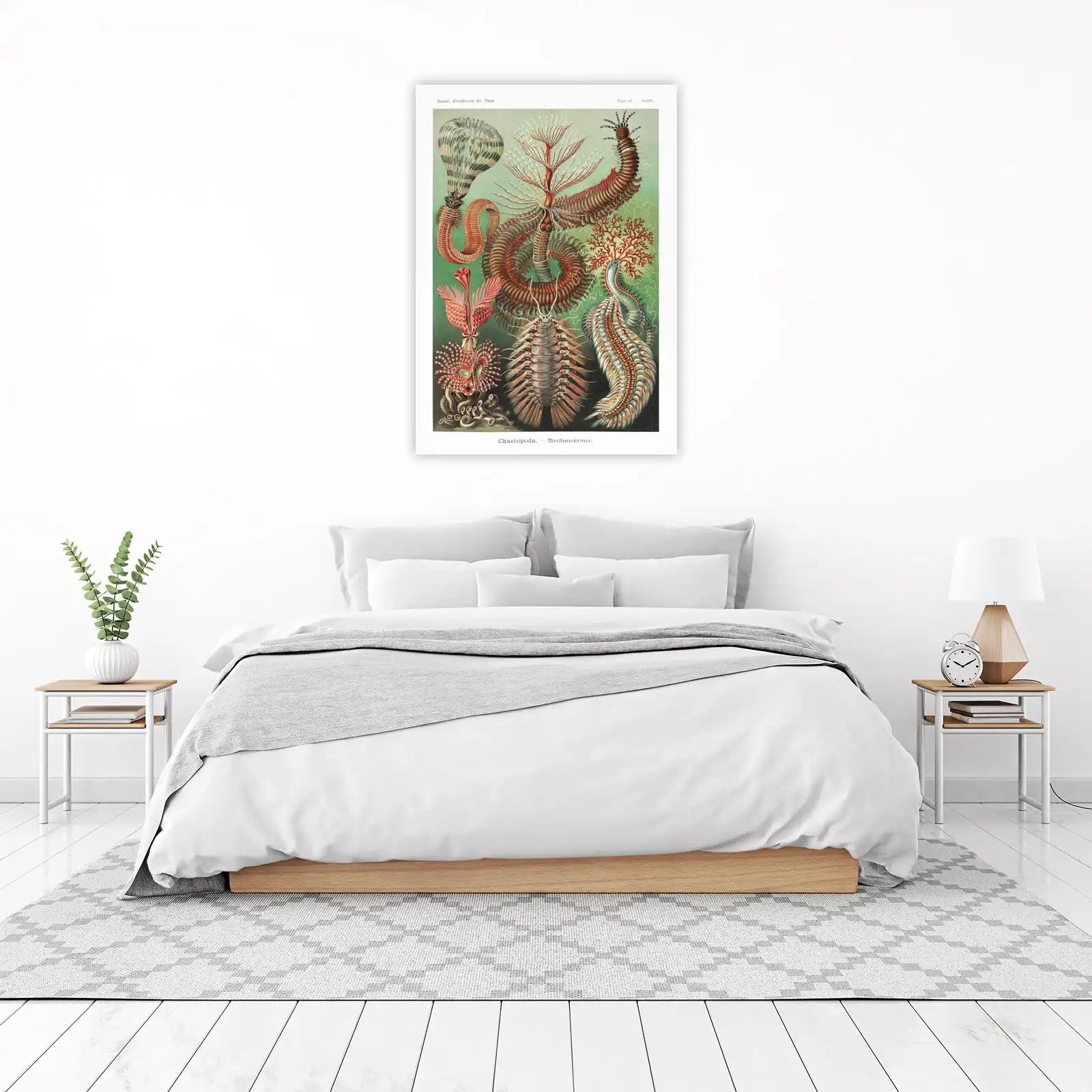Vintage Marine Life Chaetopod Wall Art