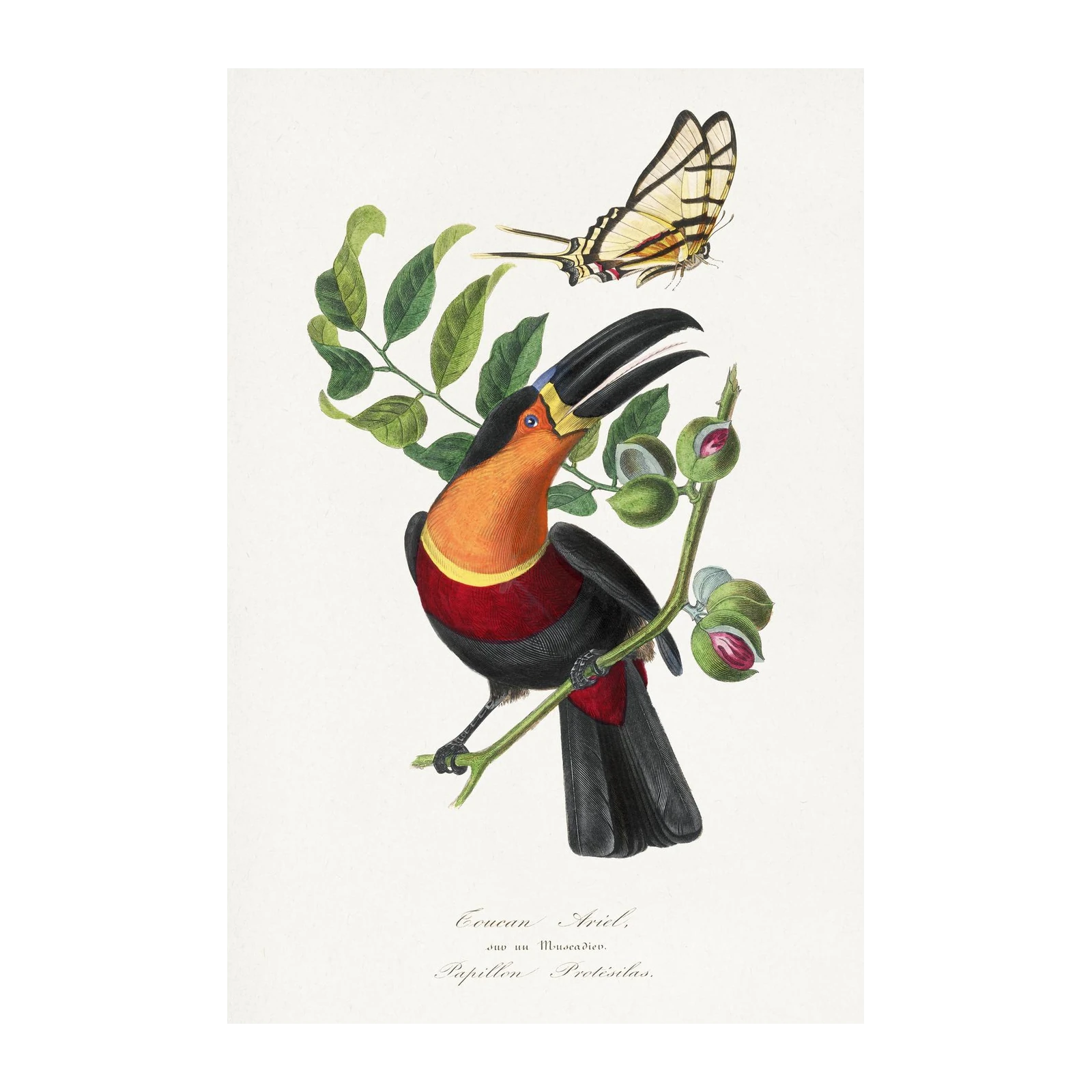 Vibrant Toucan & Butterfly Vintage Botanical Wall Art