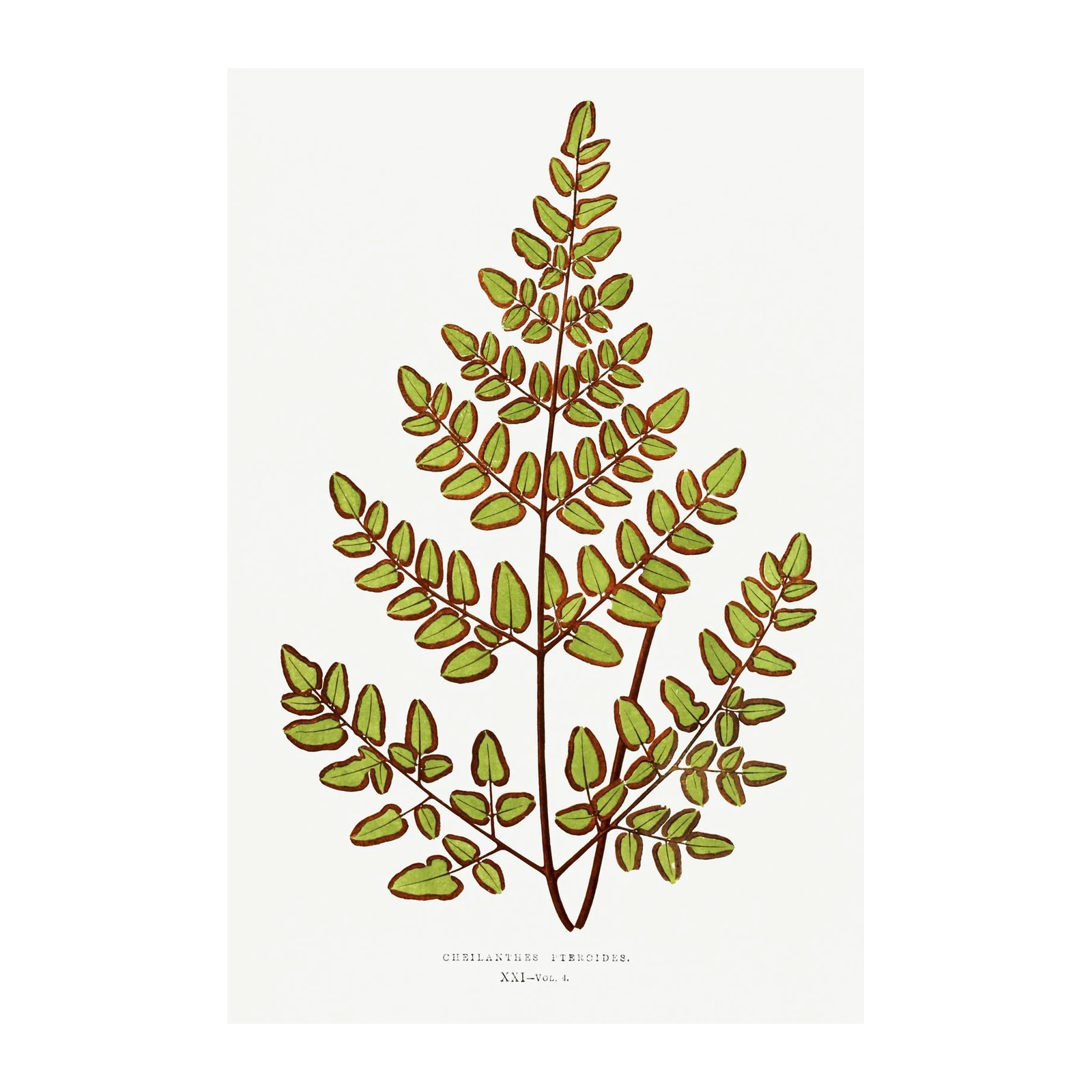 Botanical Fern Art Wall Art - Vintage Nature Decor