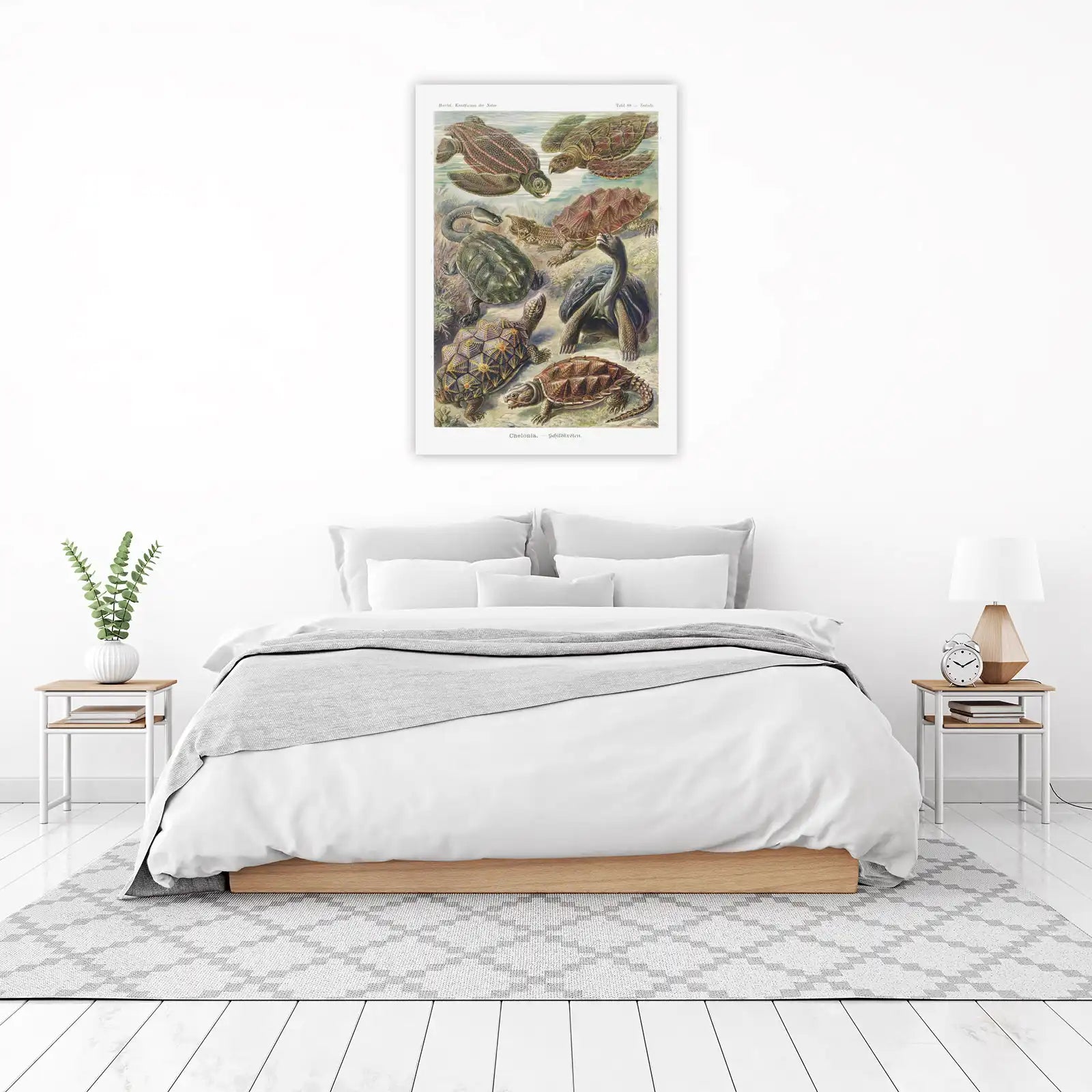 Vintage Turtle Species Art Wall Art