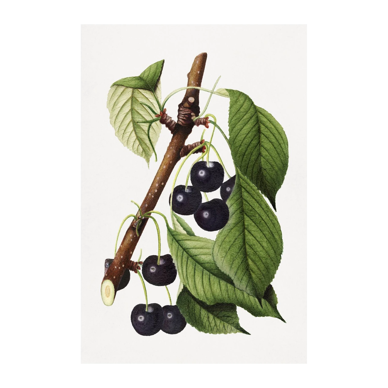 Botanical Cherry Branch Wall Art
