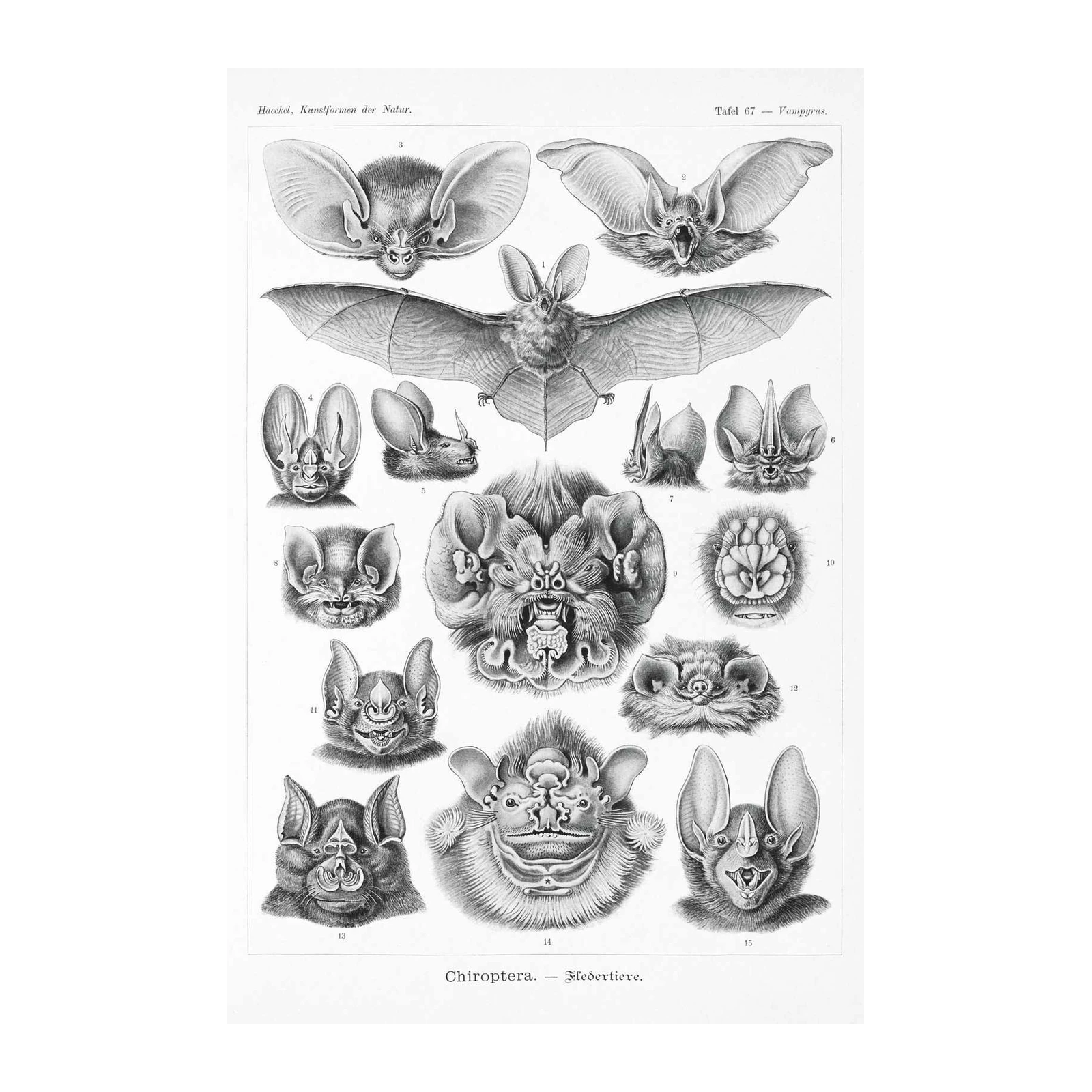 Vintage Bat Anatomy Poster Wall Art