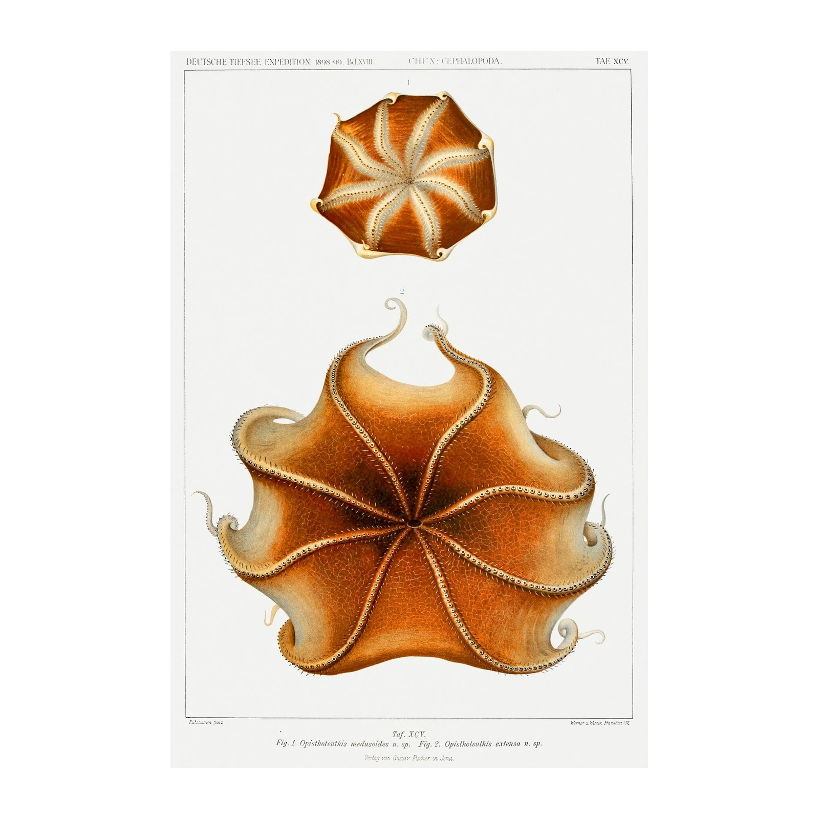 Vintage Octopus Art Print | Marine Biology Wall Art