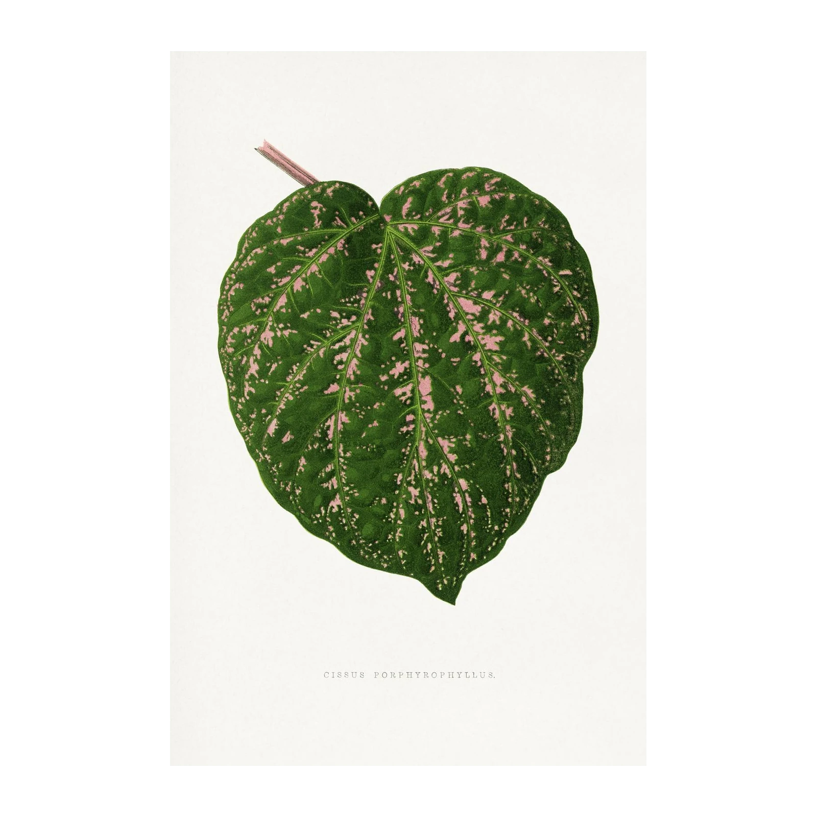 Vibrant Pink & Green Leaf Botanical Wall Art