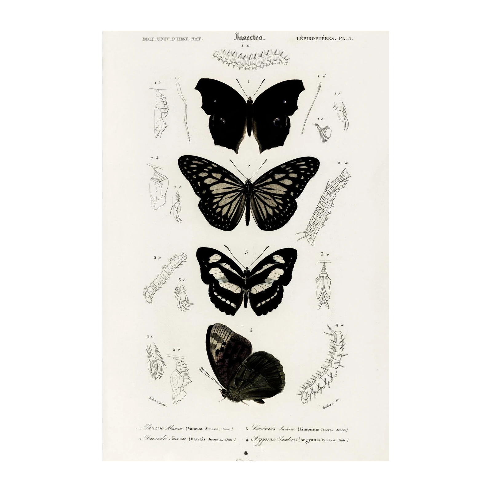 Vintage Butterfly Illustration Wall Art