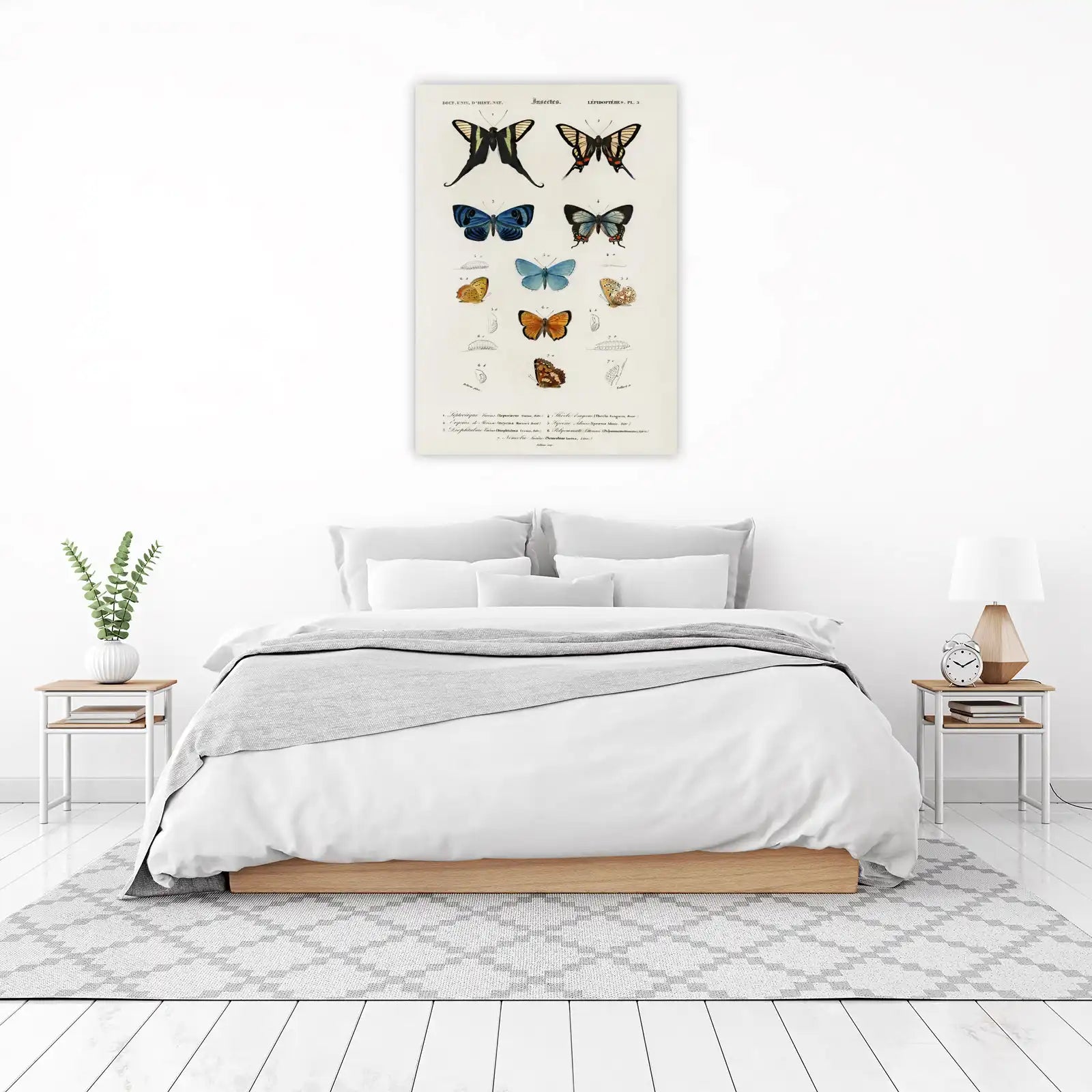 Vintage Butterfly & Insect Illustrations Wall Art