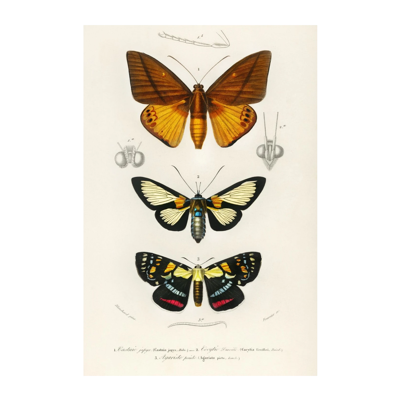 Vintage Butterfly Art: Entomological Study Wall Art