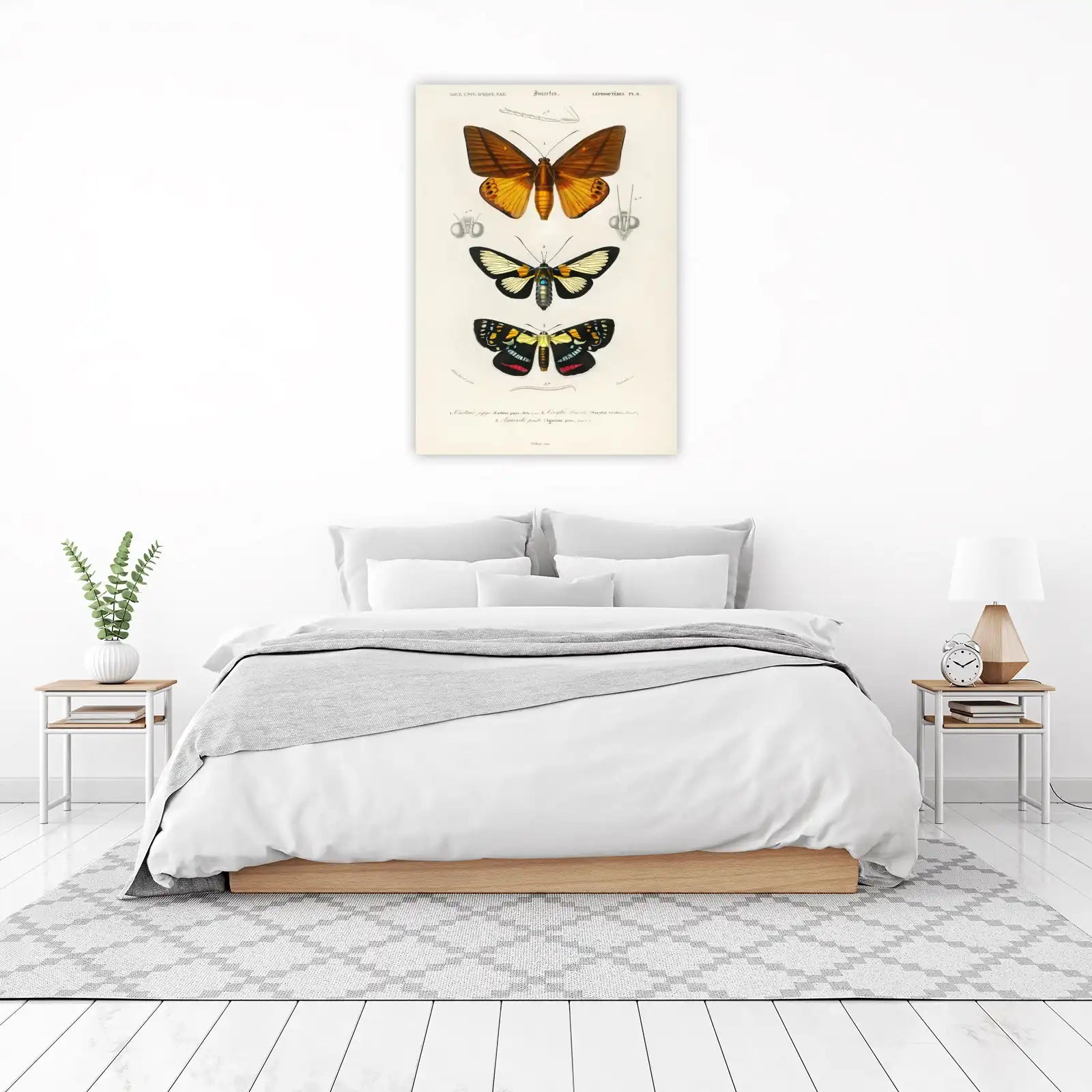 Vintage Butterfly Art: Entomological Study Wall Art
