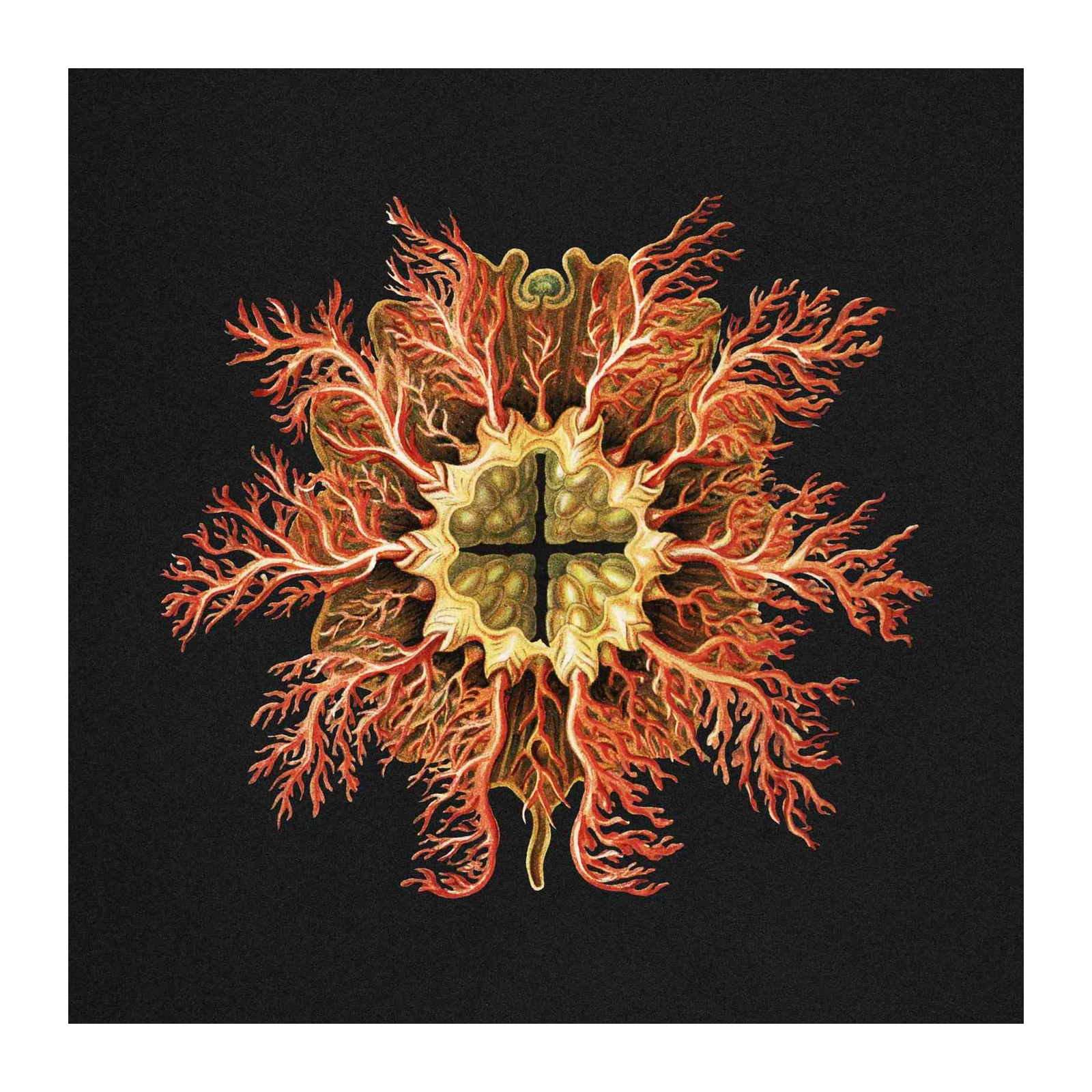 Vintage Coral Botanical Art Wall Art