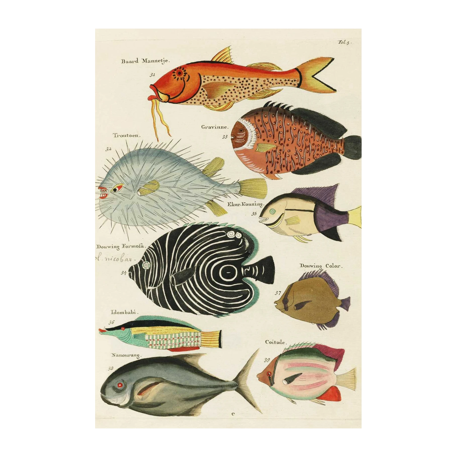Vintage Fish Illustration Wall Art | Marine Life Art
