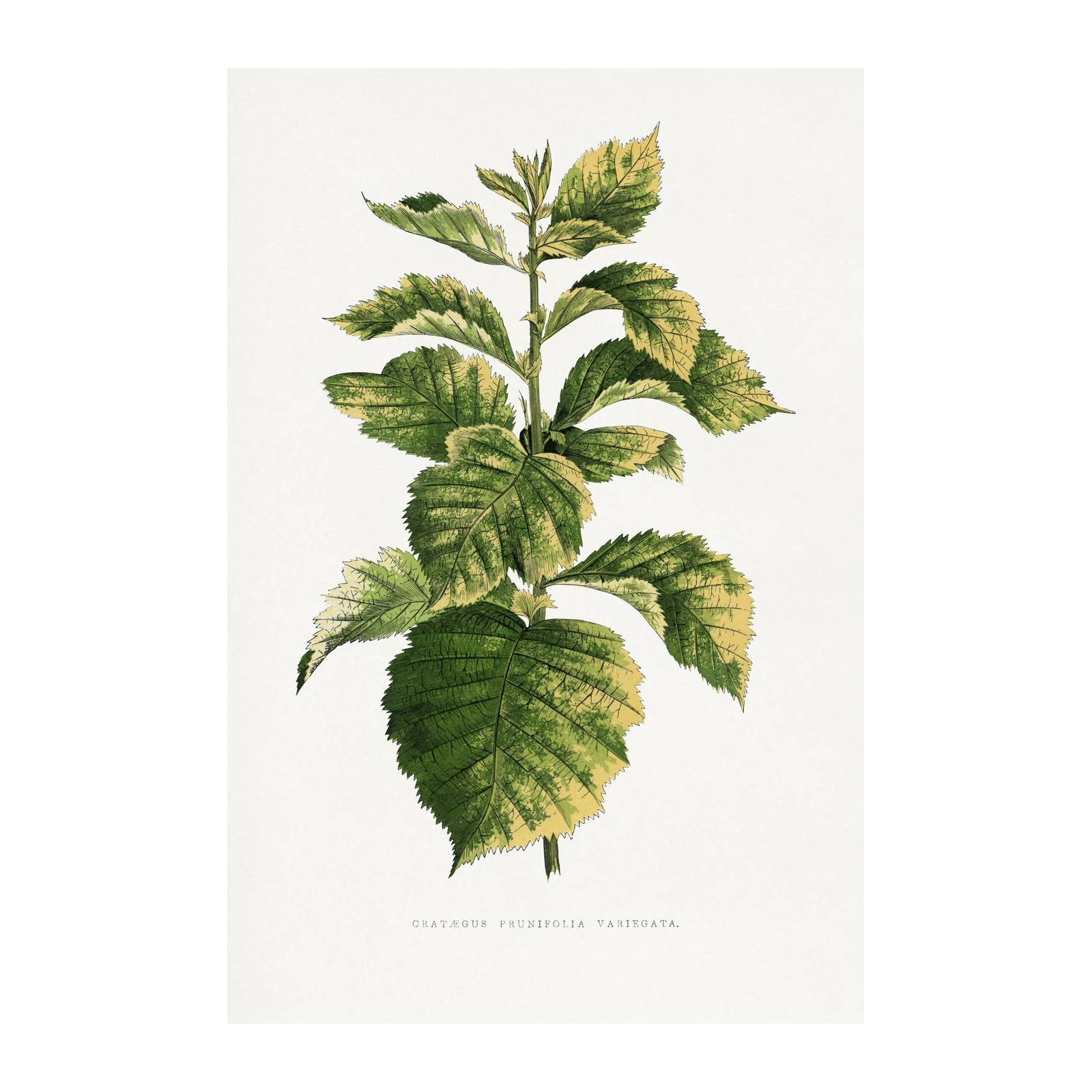 Variegated Hawthorn Botanical Wall Art