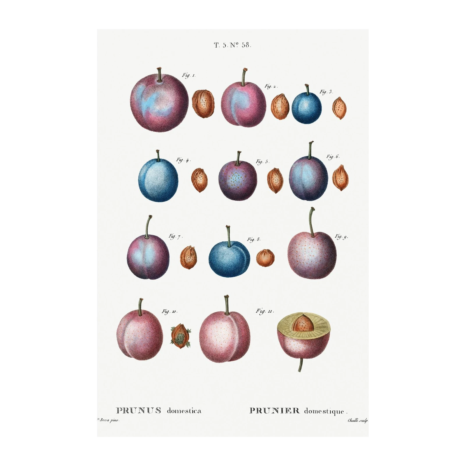 Vintage Plum Botanical Art Wall Art