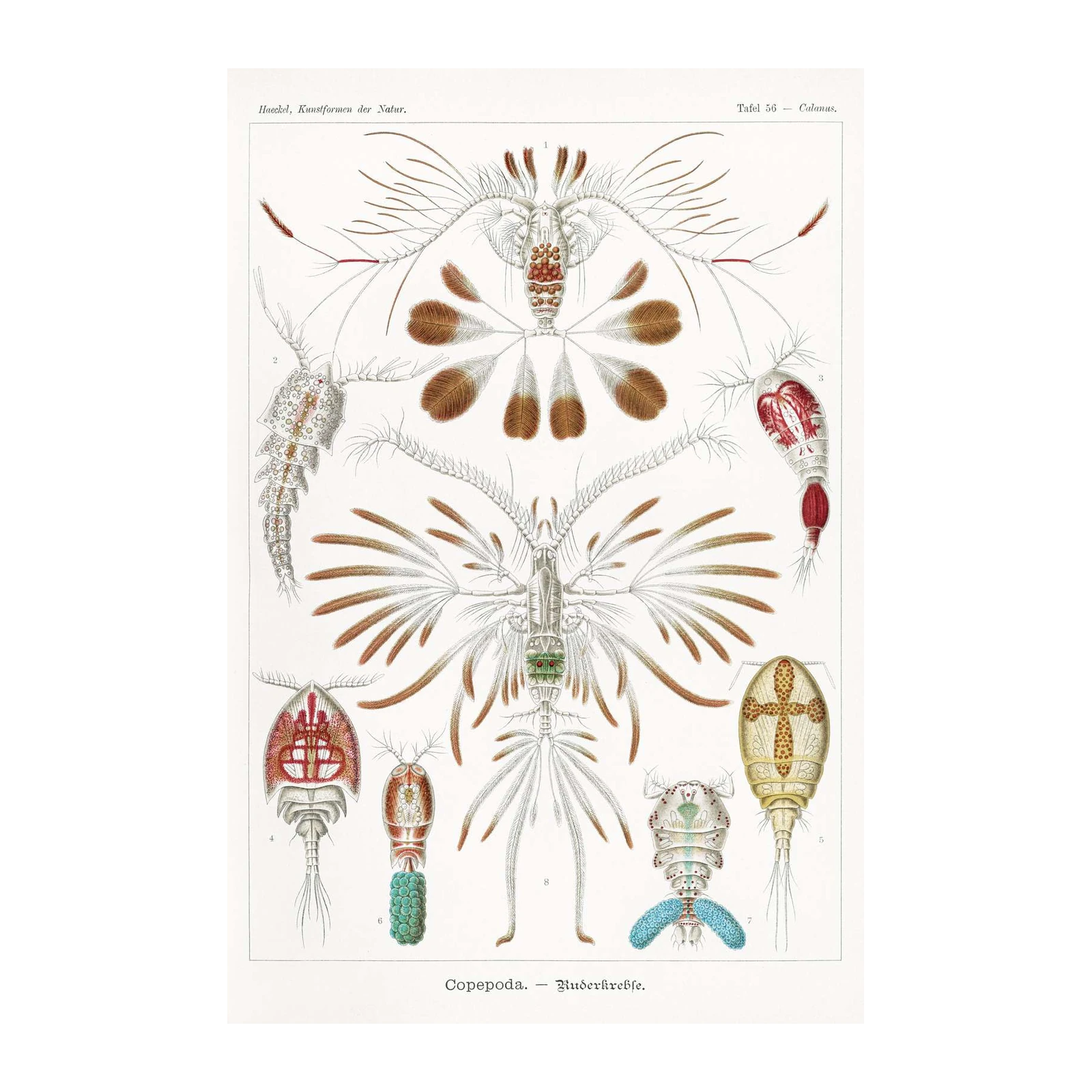 Vintage Copepoda Scientific Illustration Wall Art